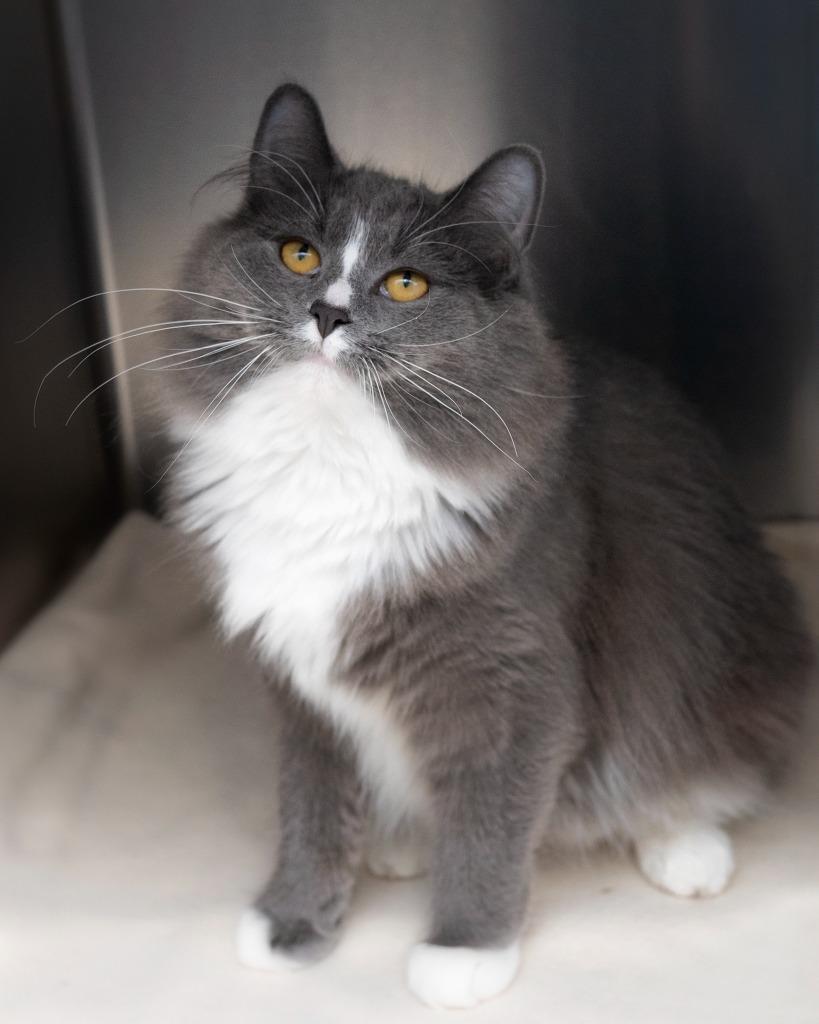 Sissy bonded with Sam, a Adoptable mixed breed in Boone, IA image 1/3