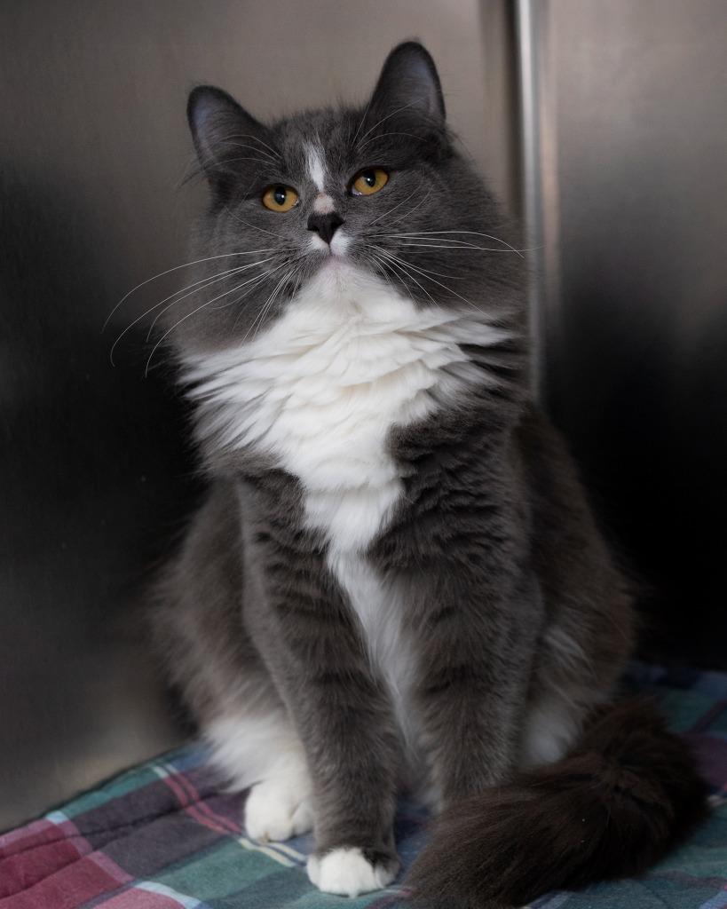 Sissy bonded with Sam, a Adoptable mixed breed in Boone, IA image 2/3