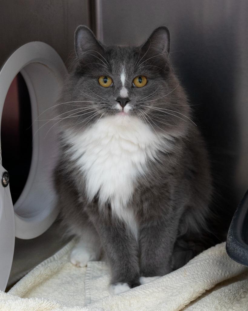 Sissy bonded with Sam, a Adoptable mixed breed in Boone, IA image 3/3