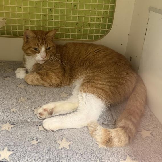 Leo, Adoptable, Adult Male Domestic Short Hair.