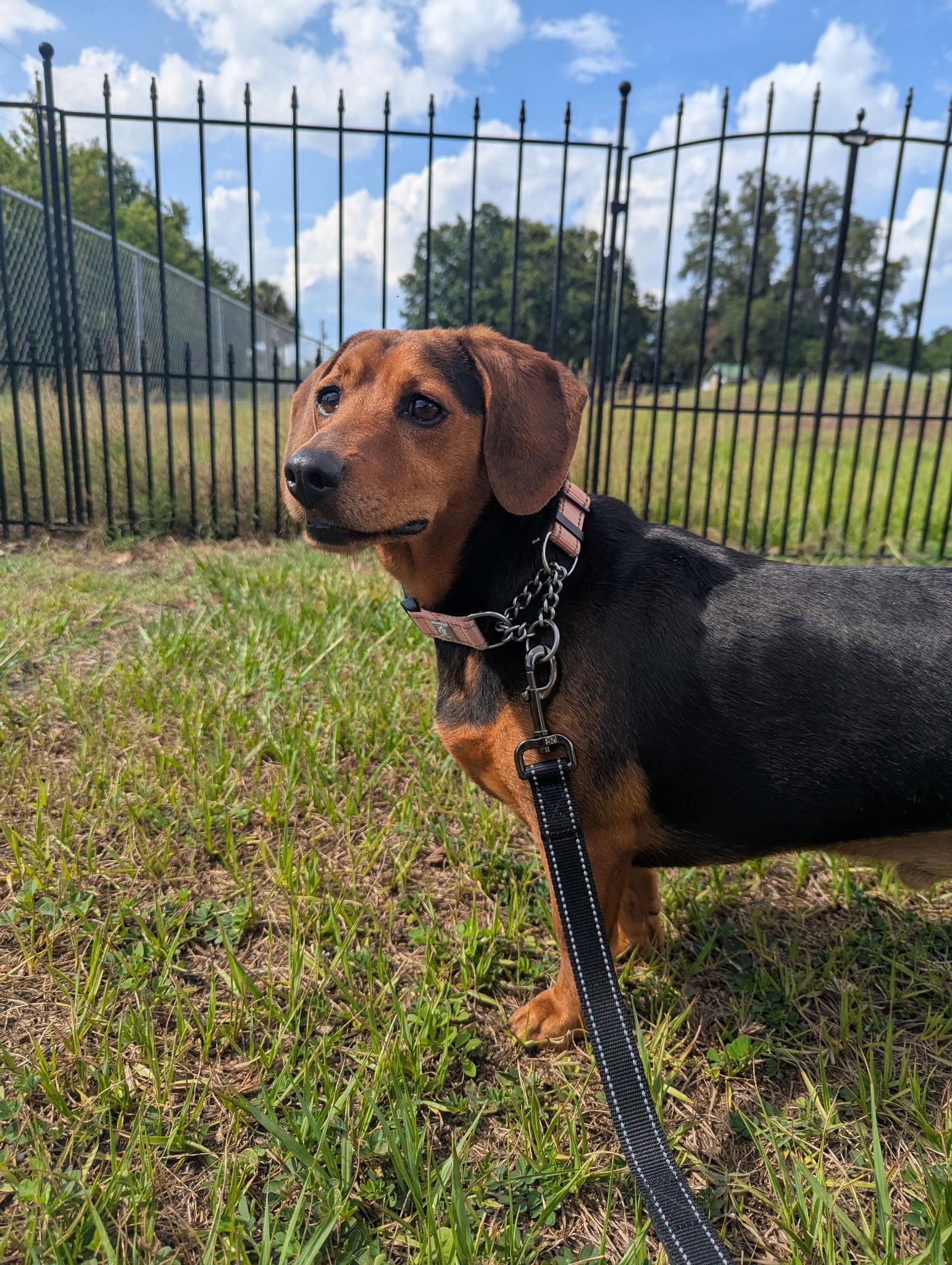 George, Adoptable, Young Male Miniature Pinscher & Basset Hound.