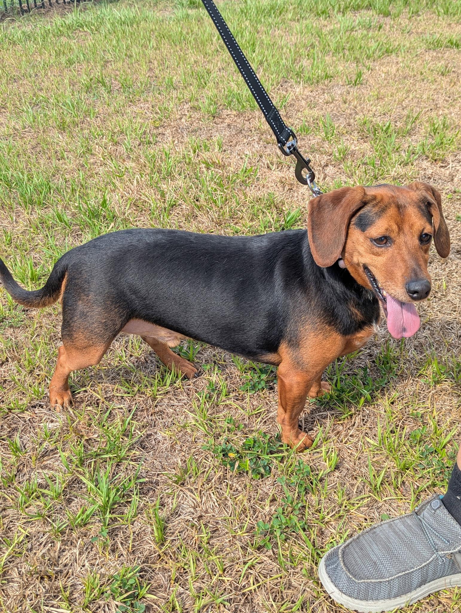Enlarge George, a Adoptable mixed breed in Valrico, FL image 2/3