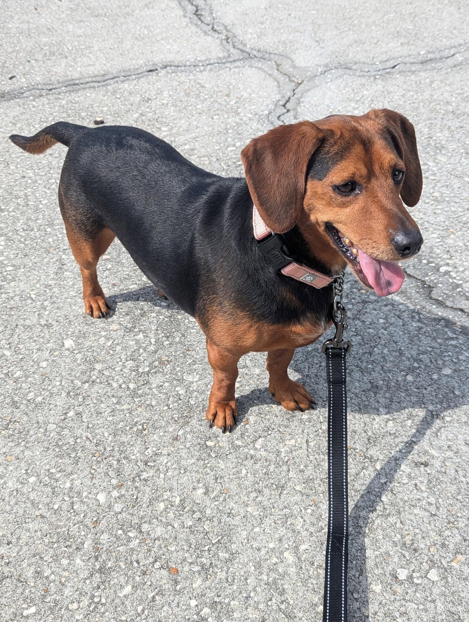 Enlarge George, a Adoptable mixed breed in Valrico, FL image 3/3