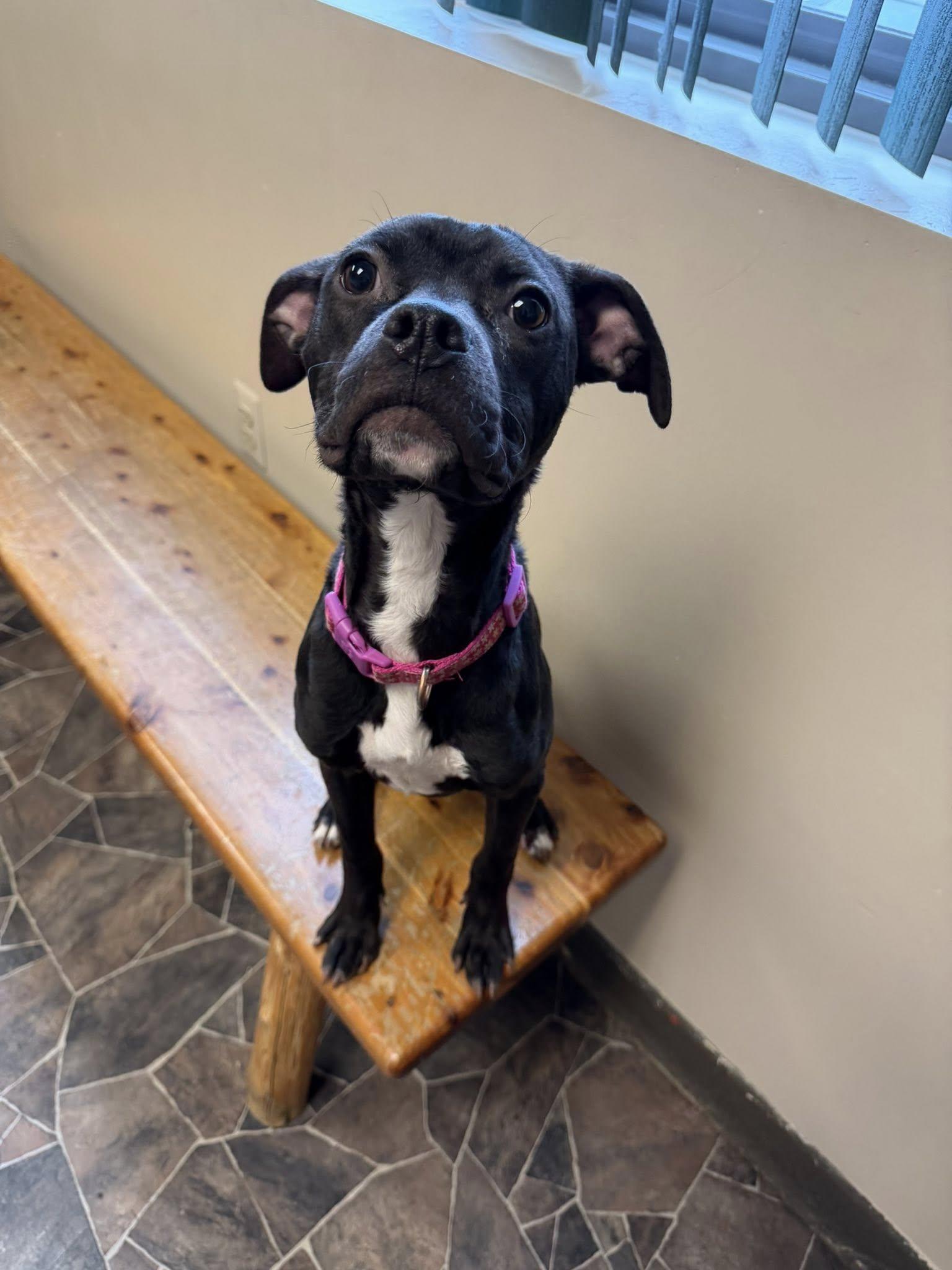 Chicken Noodle, an adoptable mixed breed in Sterling Heights, MI image 5/6