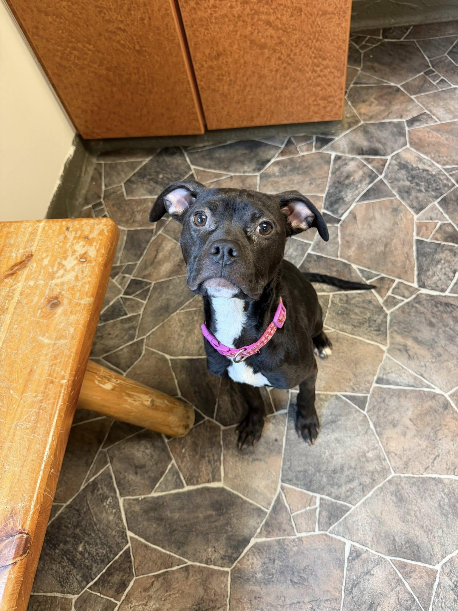 Chicken Noodle, an adoptable mixed breed in Sterling Heights, MI image 1/6