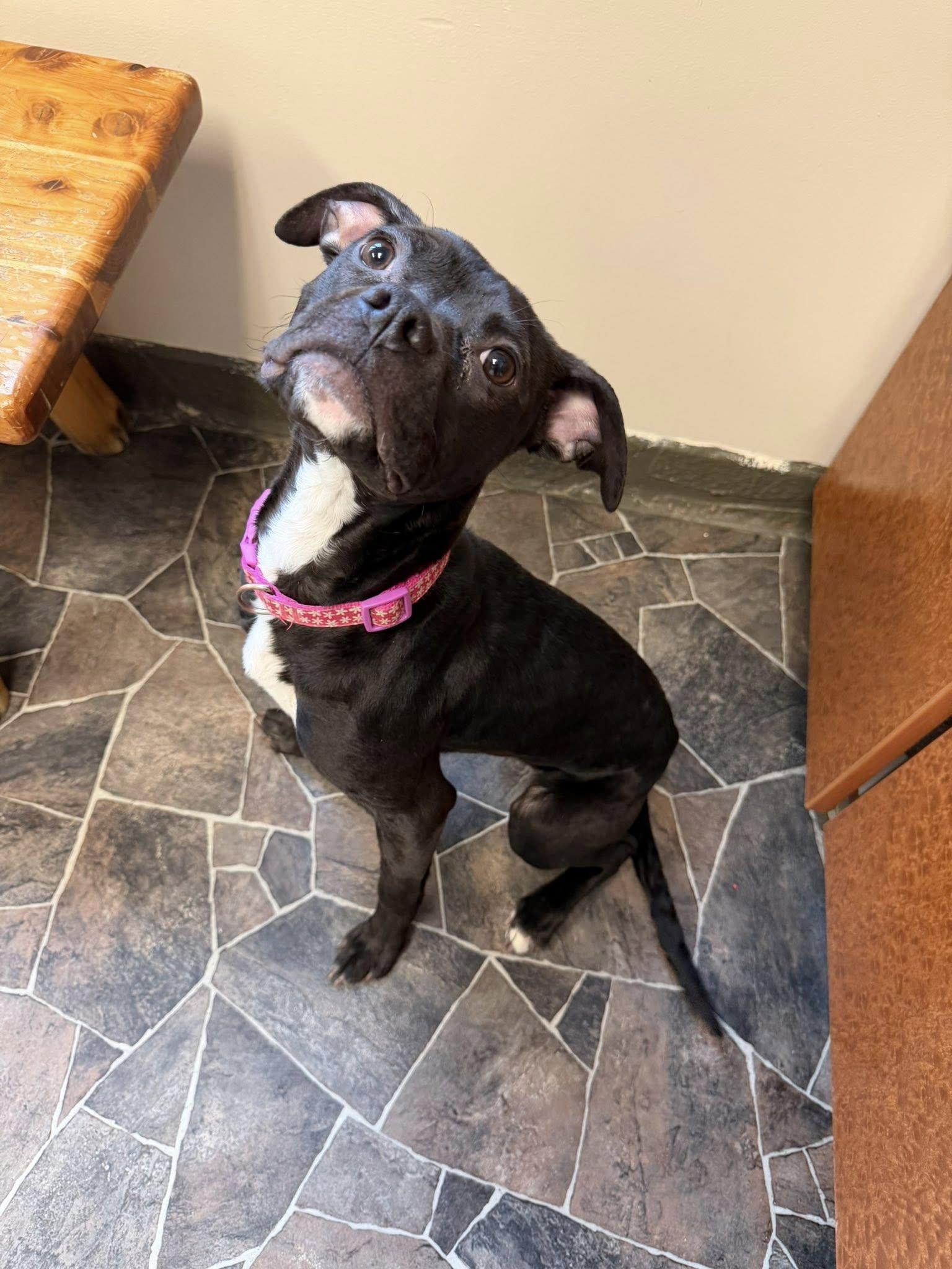 Chicken Noodle, an adoptable mixed breed in Sterling Heights, MI image 3/6