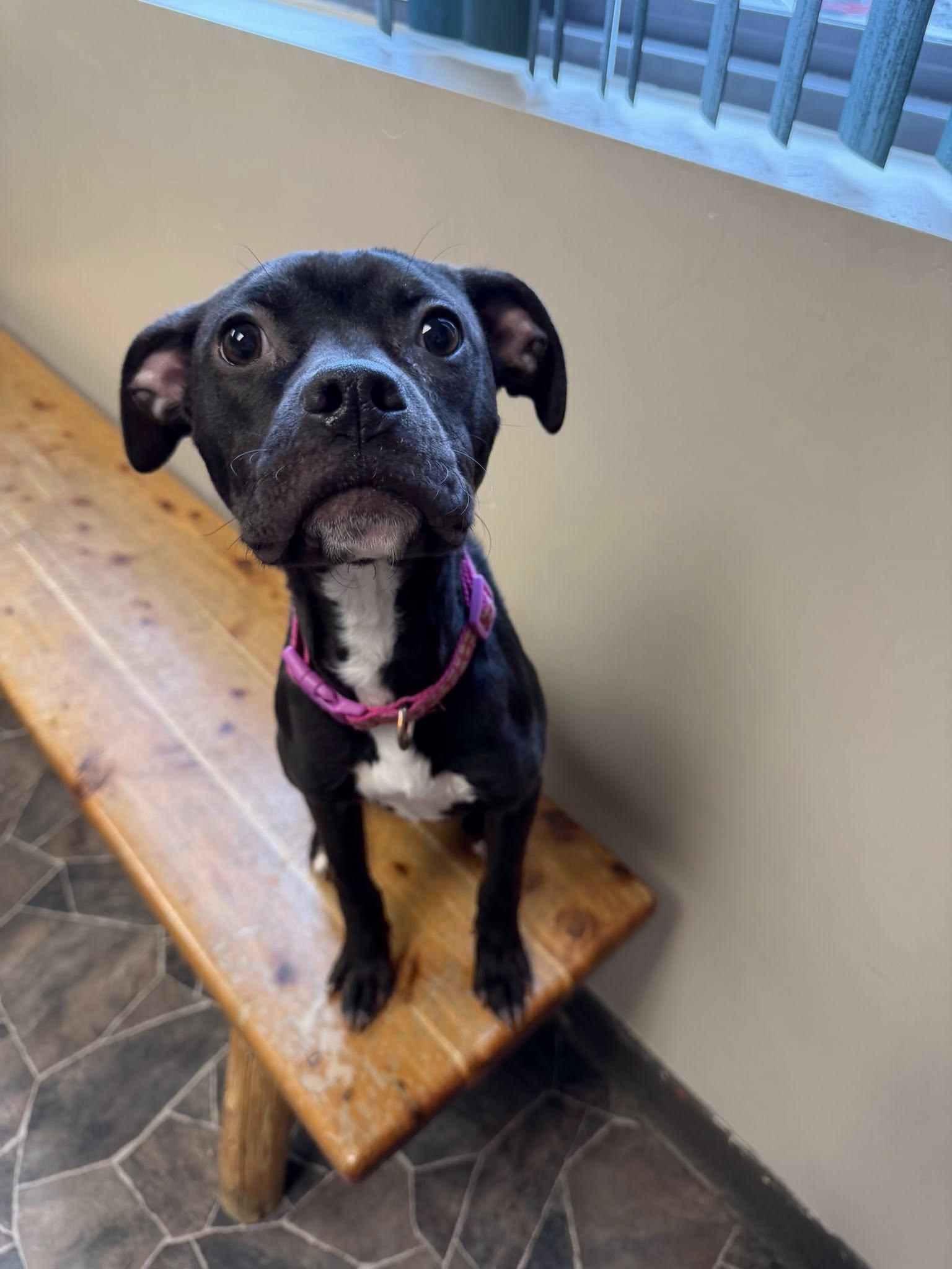 Chicken Noodle, an adoptable mixed breed in Sterling Heights, MI image 6/6