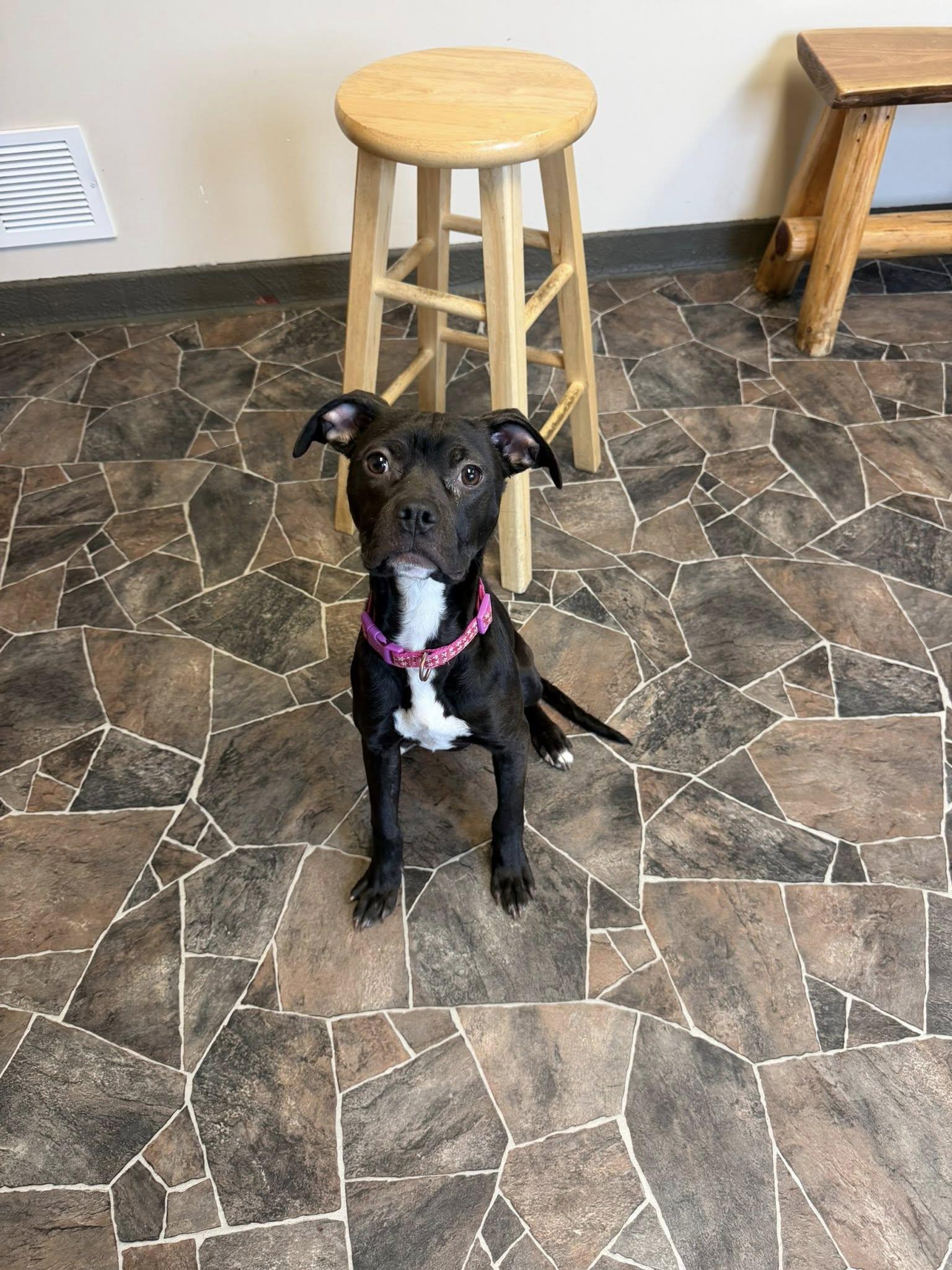 Chicken Noodle, an adoptable mixed breed in Sterling Heights, MI image 2/6