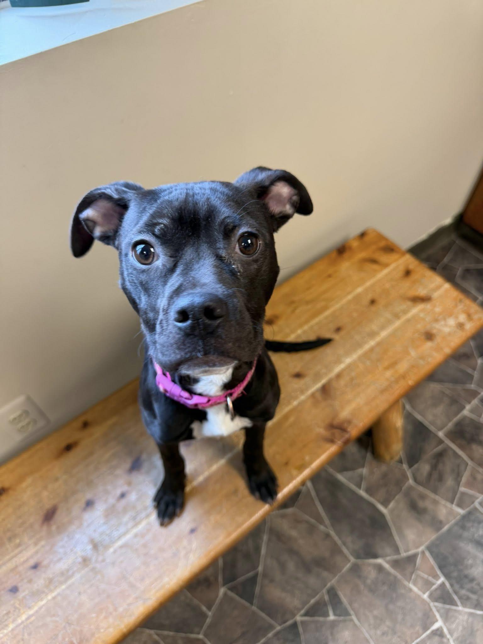 Chicken Noodle, an adoptable mixed breed in Sterling Heights, MI image 4/6