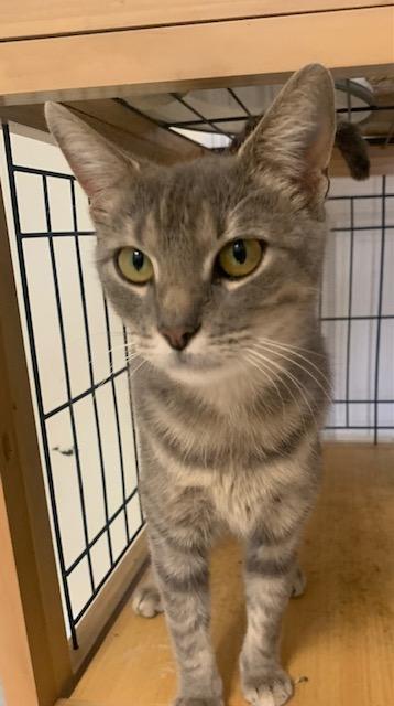 Patsy, a ADOPTABLE Domestic Short Hair in Danville, VT image 3/3