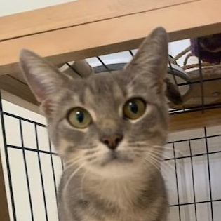 Patsy, a ADOPTABLE Domestic Short Hair in Danville, VT image 1/3