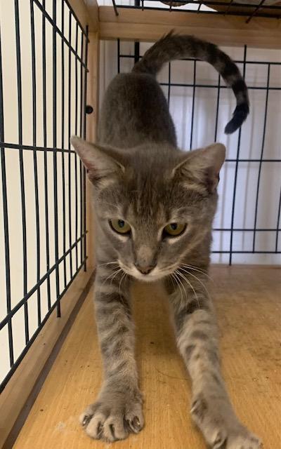 Patsy, a ADOPTABLE Domestic Short Hair in Danville, VT image 2/3