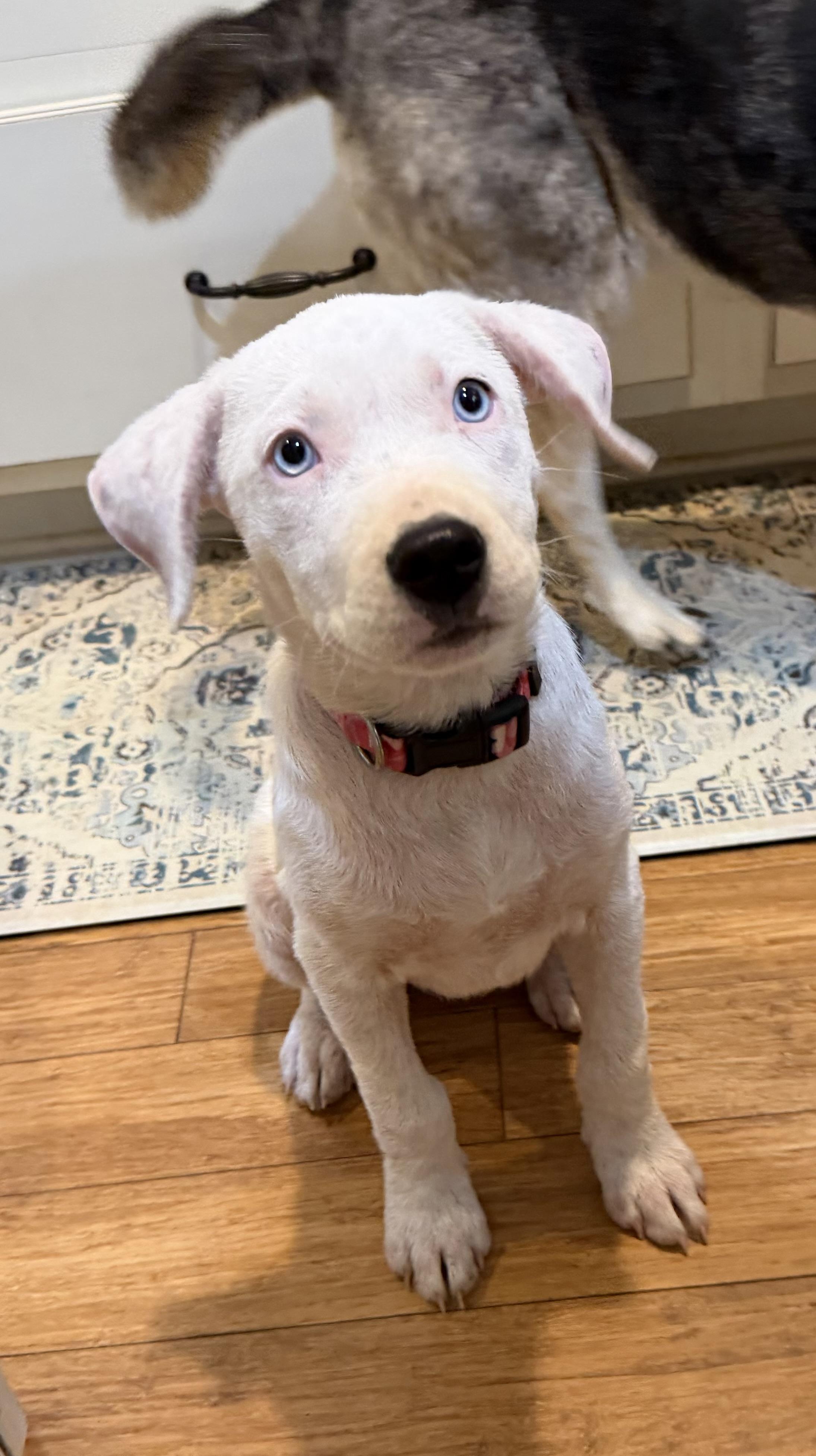 Enlarge Angel-blue eyes, a Adoptable mixed breed in Warwick, RI image 2/6