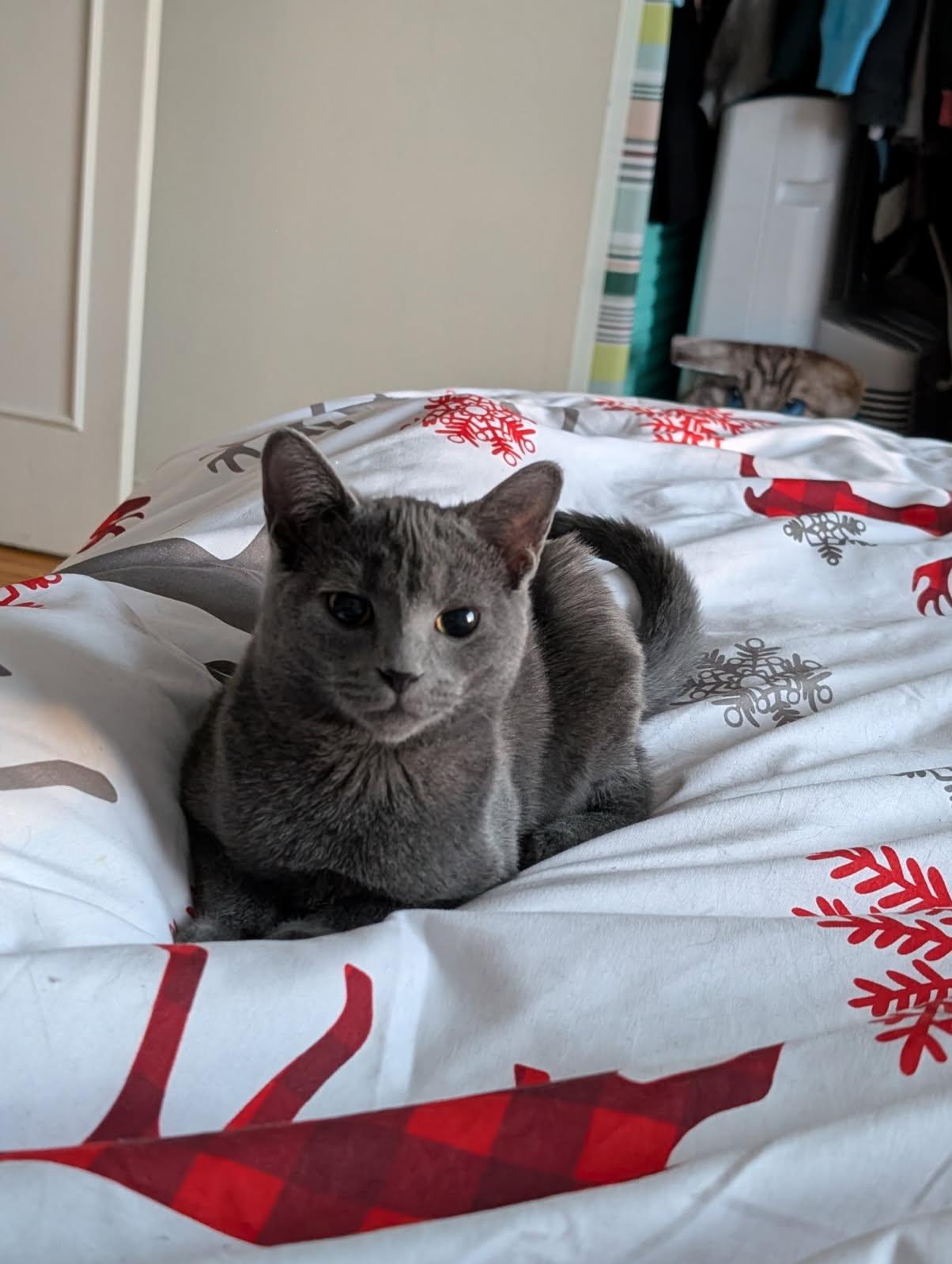 Matcha, a Adoptable Domestic Short Hair image 3/5