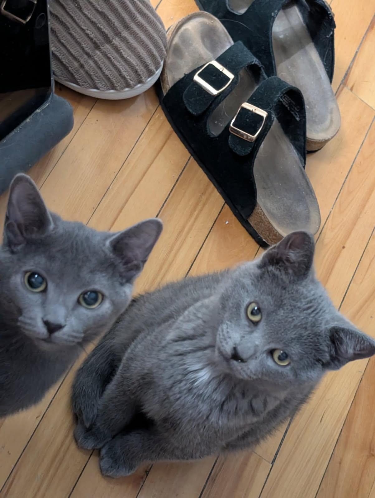 Matcha, a Adoptable Domestic Short Hair image 2/5