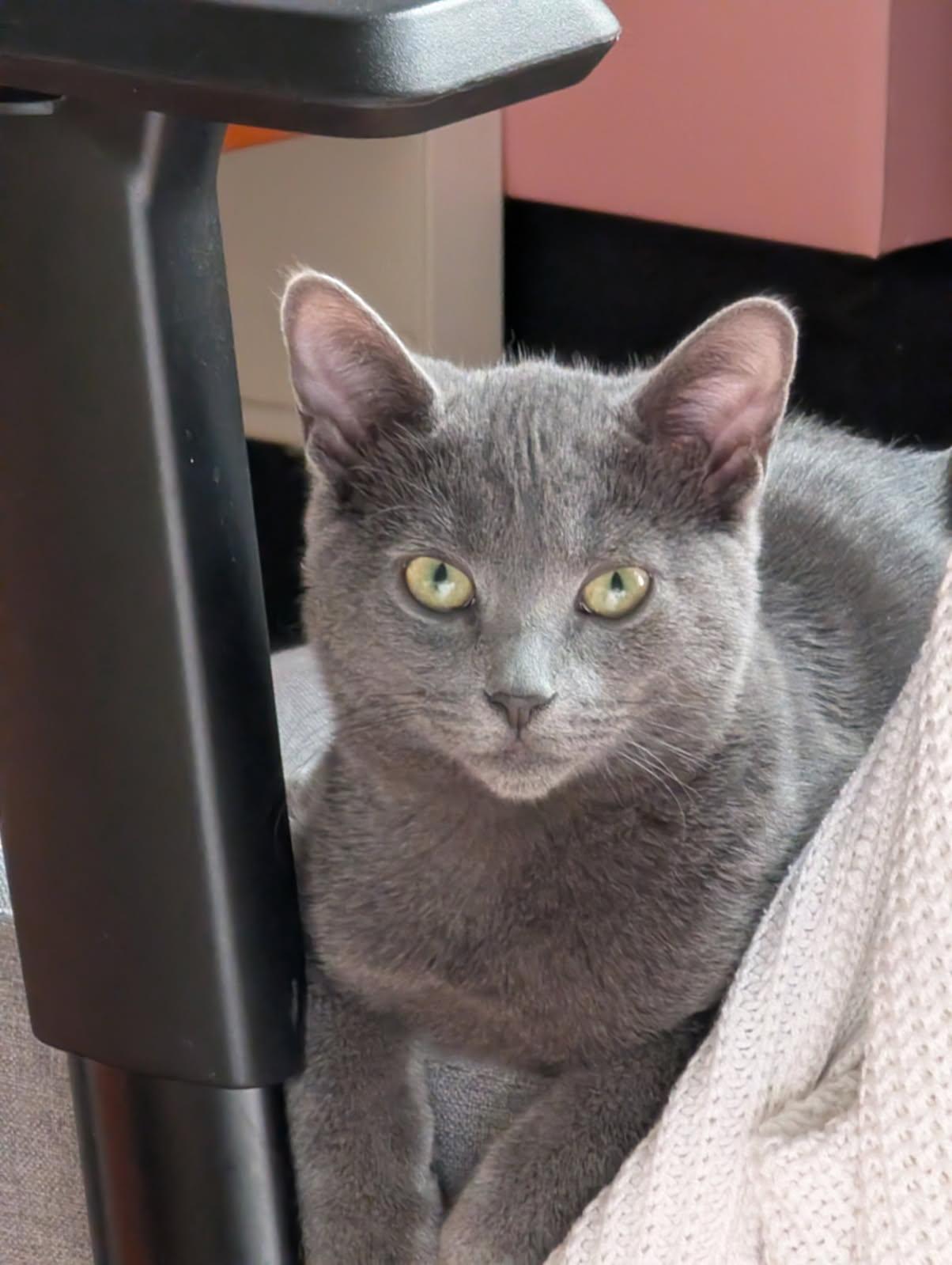 Matcha, a Adoptable Domestic Short Hair image 1/5