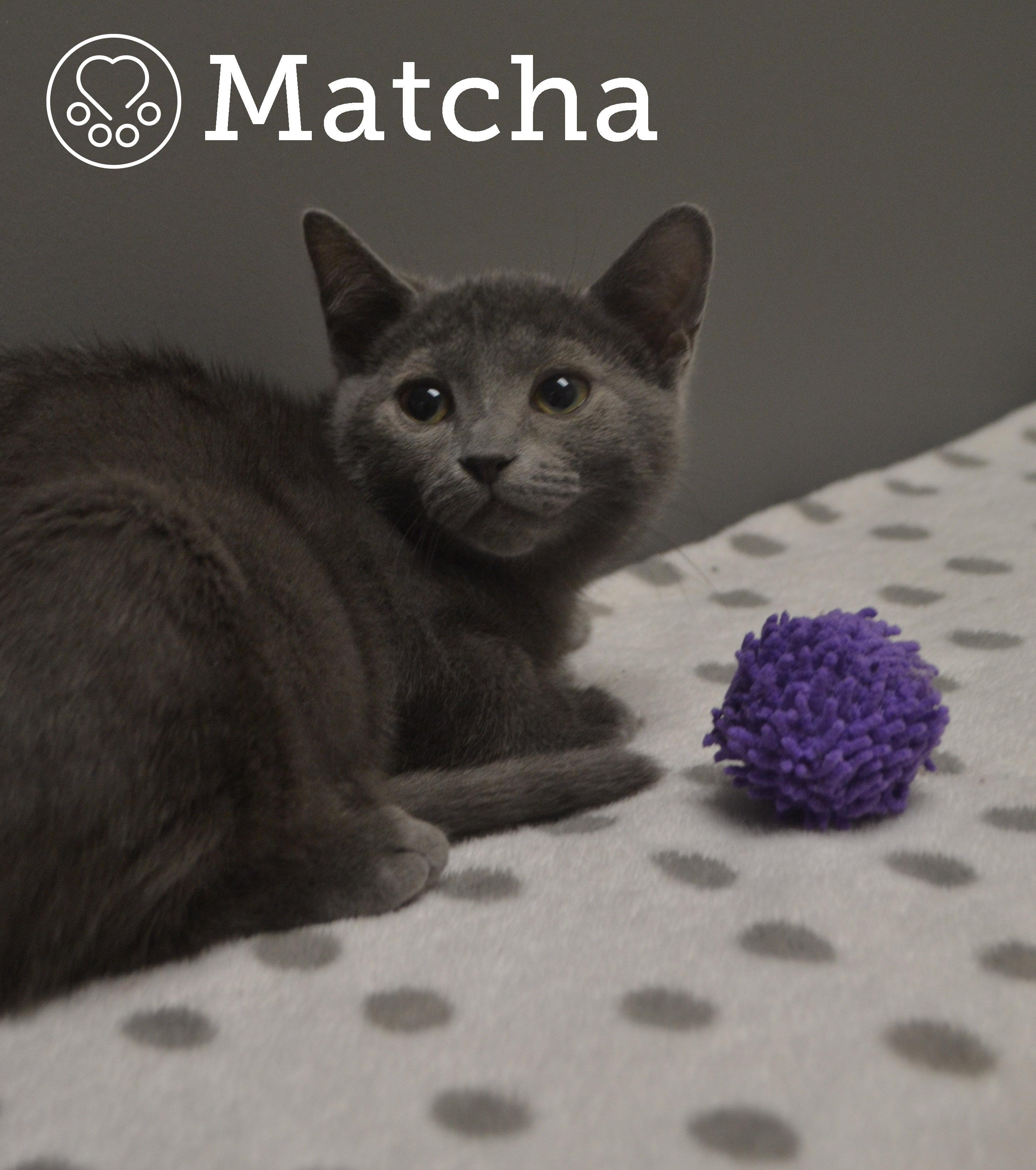 Matcha, a Adoptable Domestic Short Hair image 5/5