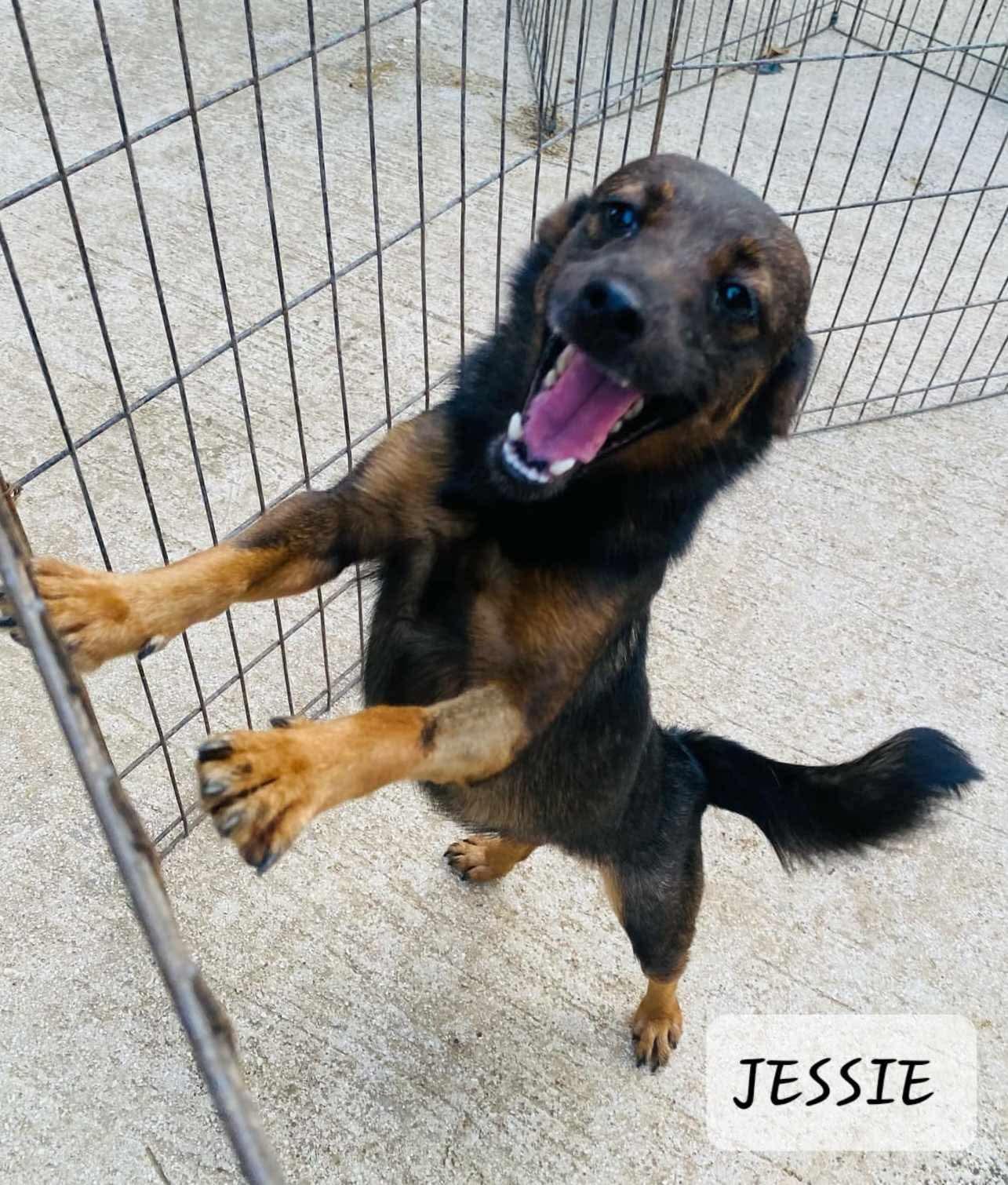 JESSIE