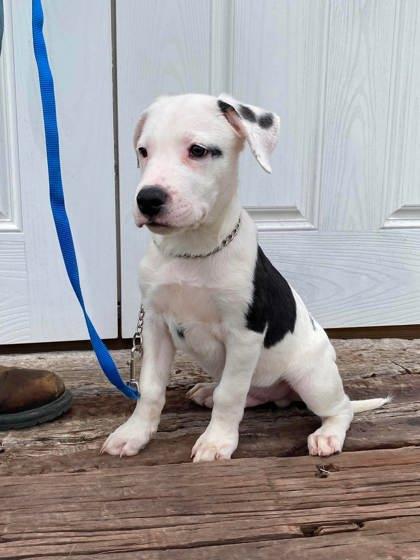 Spout, a Adoptable mixed breed in McCook, NE image 1/3