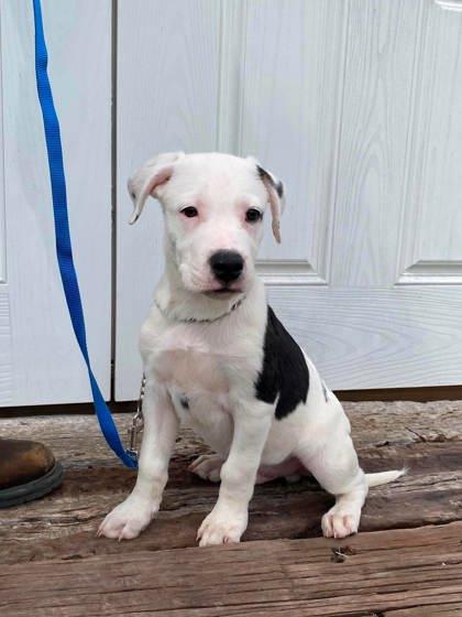 Spout, a Adoptable mixed breed in McCook, NE image 2/3