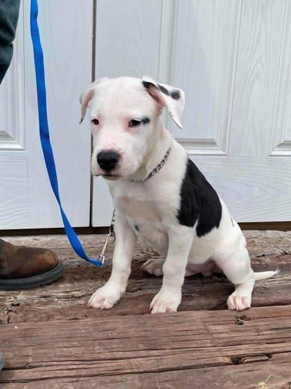 Spout, a Adoptable mixed breed in McCook, NE image 3/3