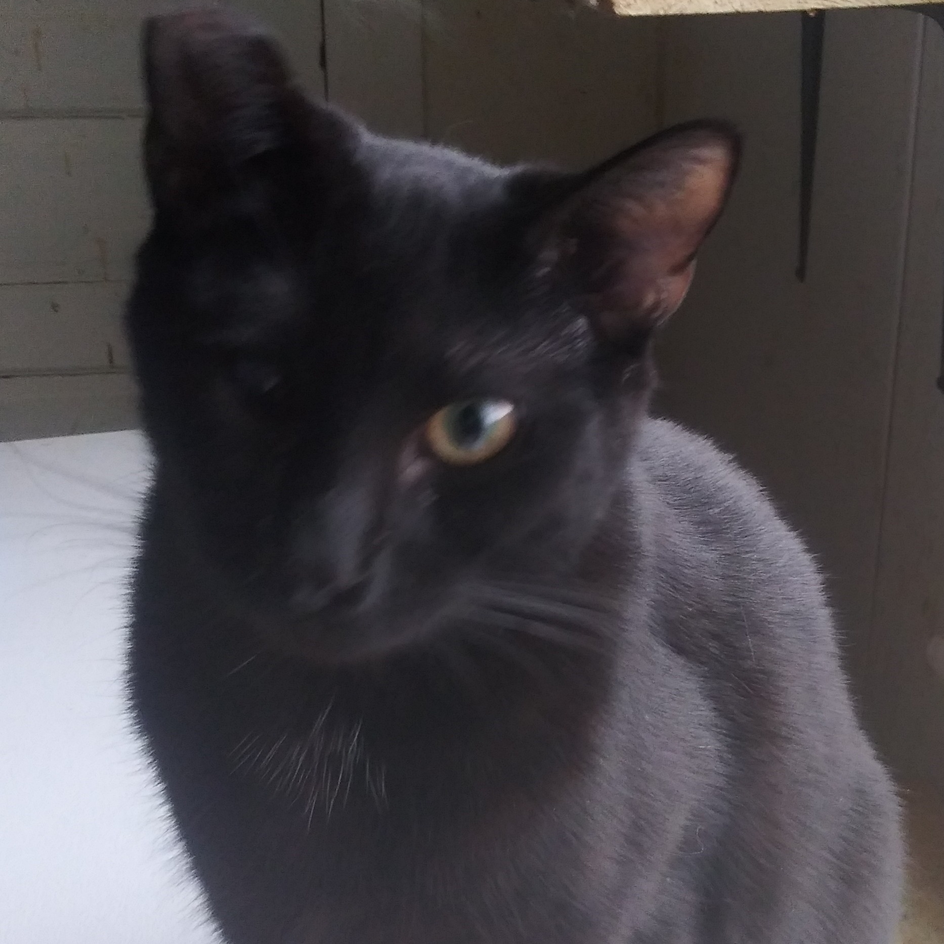 Enlarge Lazarus, a Adoptable American Shorthair in Morganton, NC image 1/1