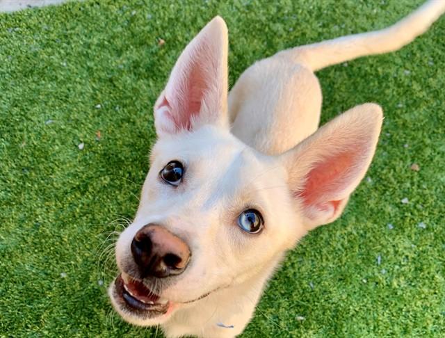 MUSTER, Adoptable, Young Male American Eskimo Dog & Mixed Breed.