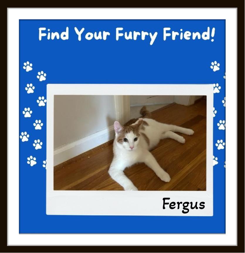 Murtagh & Fergus - Your personal work assistants ready for duty! Snuggles included., a Adoptable Domestic Short Hair in Snow Camp, NC image 2/3