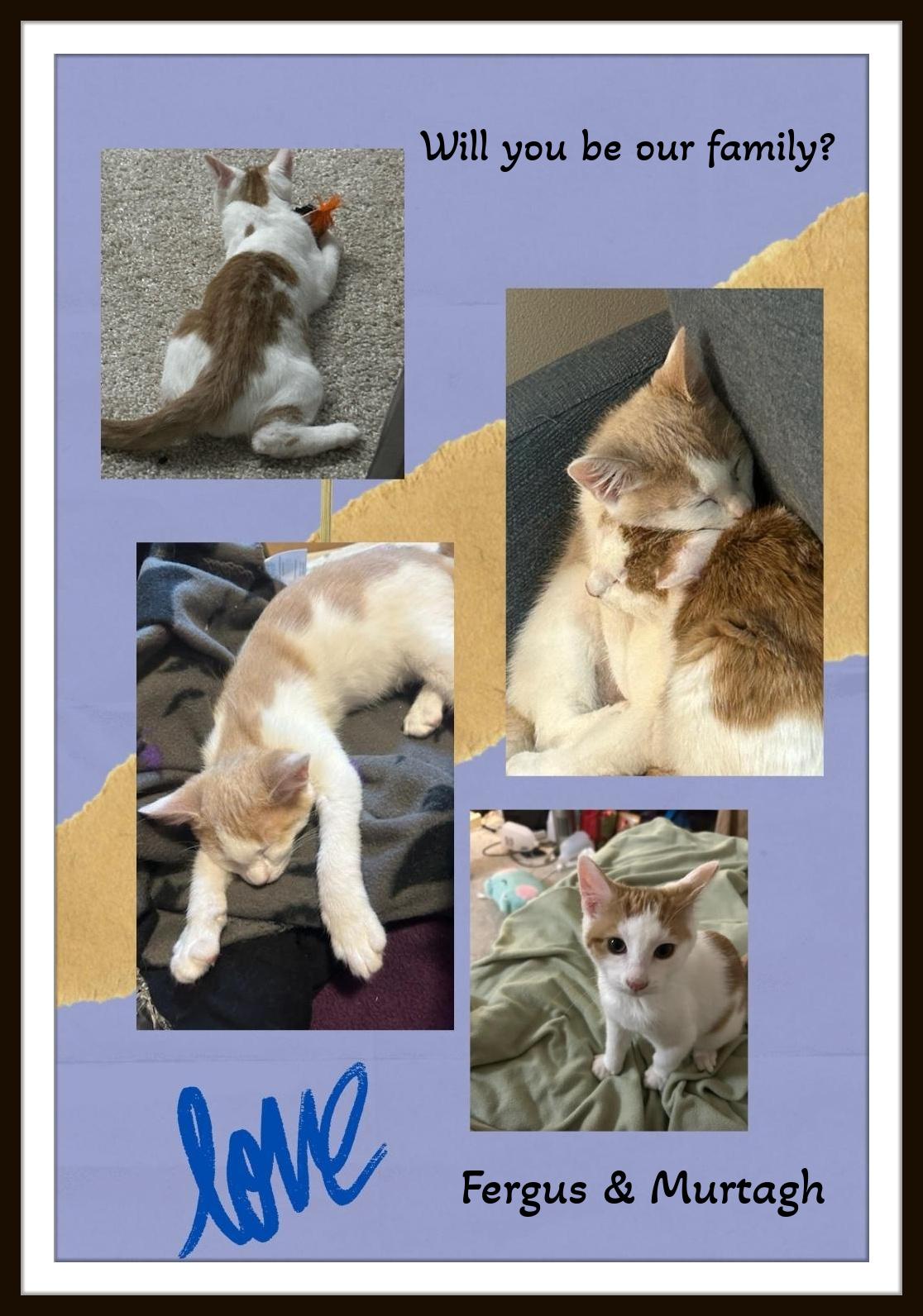 Murtagh & Fergus - Your personal work assistants ready for duty! Snuggles included., a Adoptable Domestic Short Hair in Snow Camp, NC image 3/3