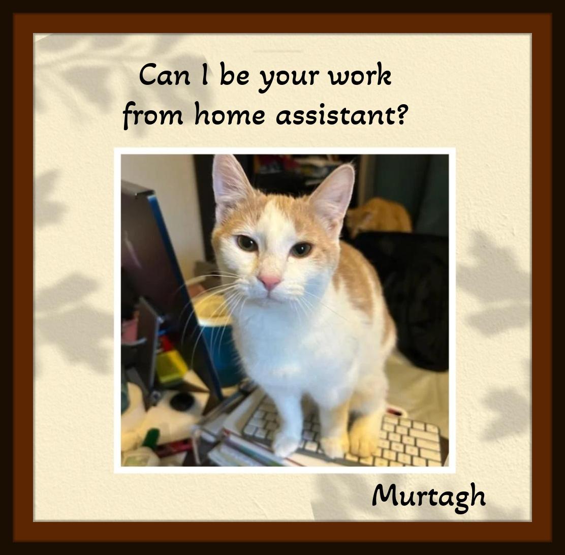 Murtagh & Fergus - Your personal work assistants ready for duty! Snuggles included.