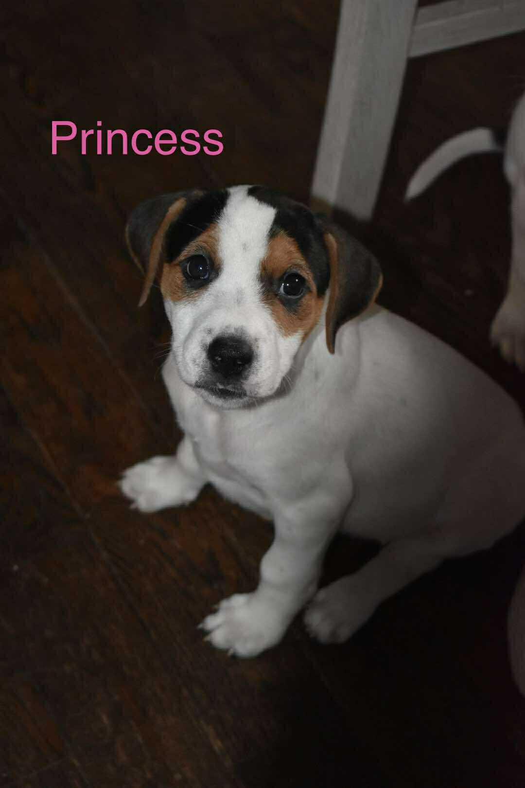 Enlarge Princess, a Adoptable mixed breed in East Amherst, NY image 1/1