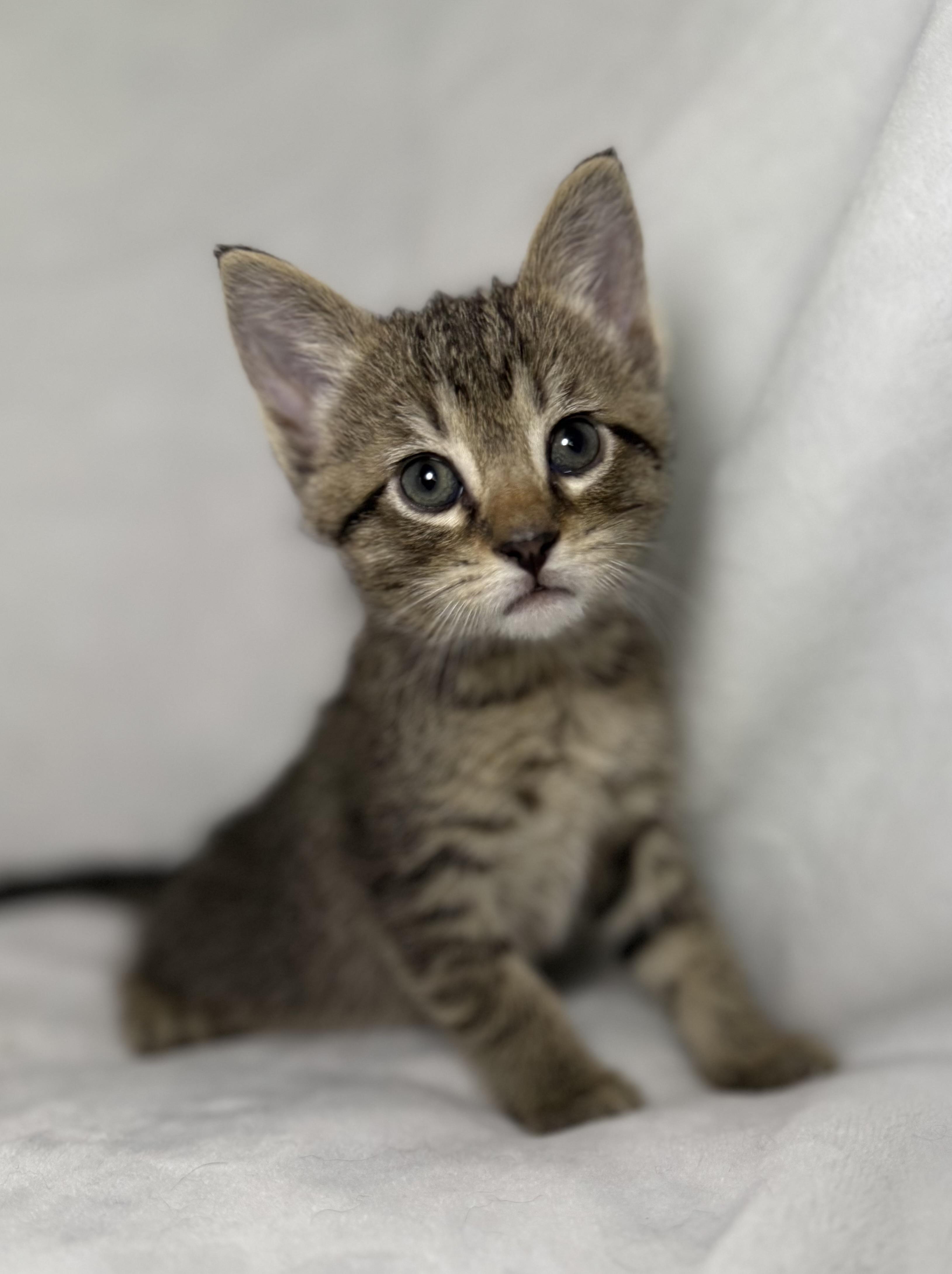 Enlarge Jack Sparrow, an adoptable mixed breed in Greensboro, NC image 2/4