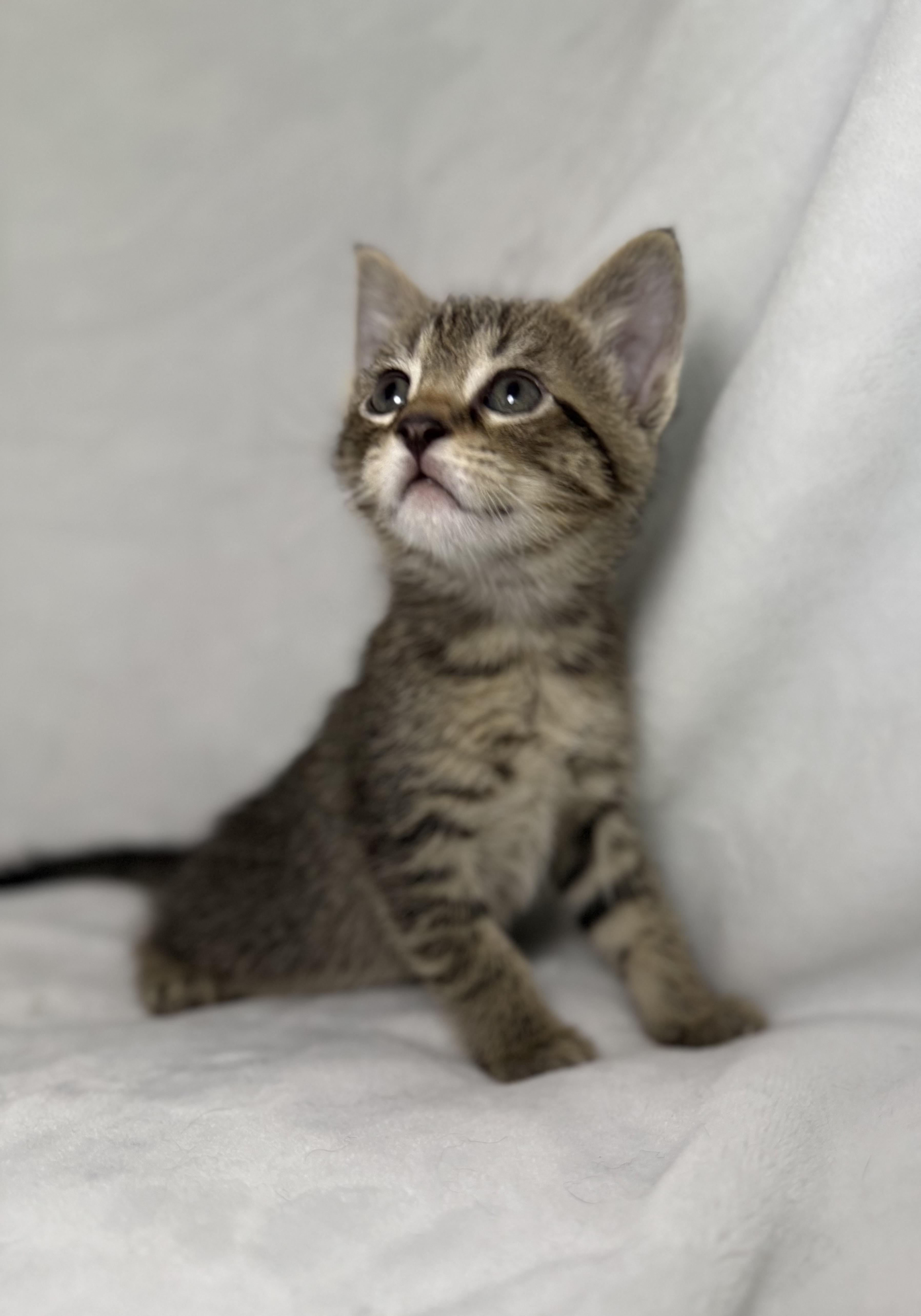 Enlarge Jack Sparrow, an adoptable mixed breed in Greensboro, NC image 4/4