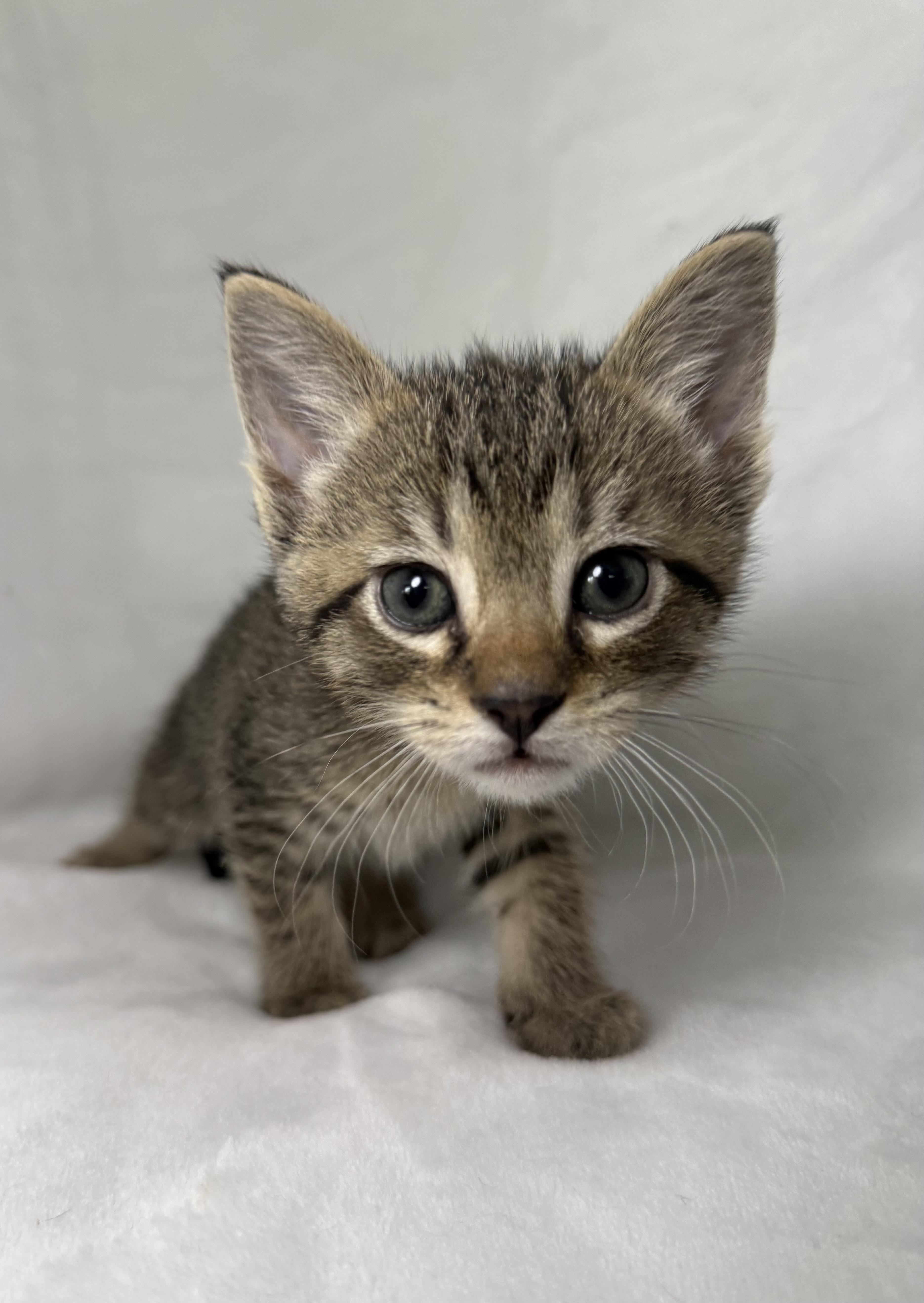 Jack Sparrow, adoptable, Kitten Male Domestic Short Hair & Tabby.