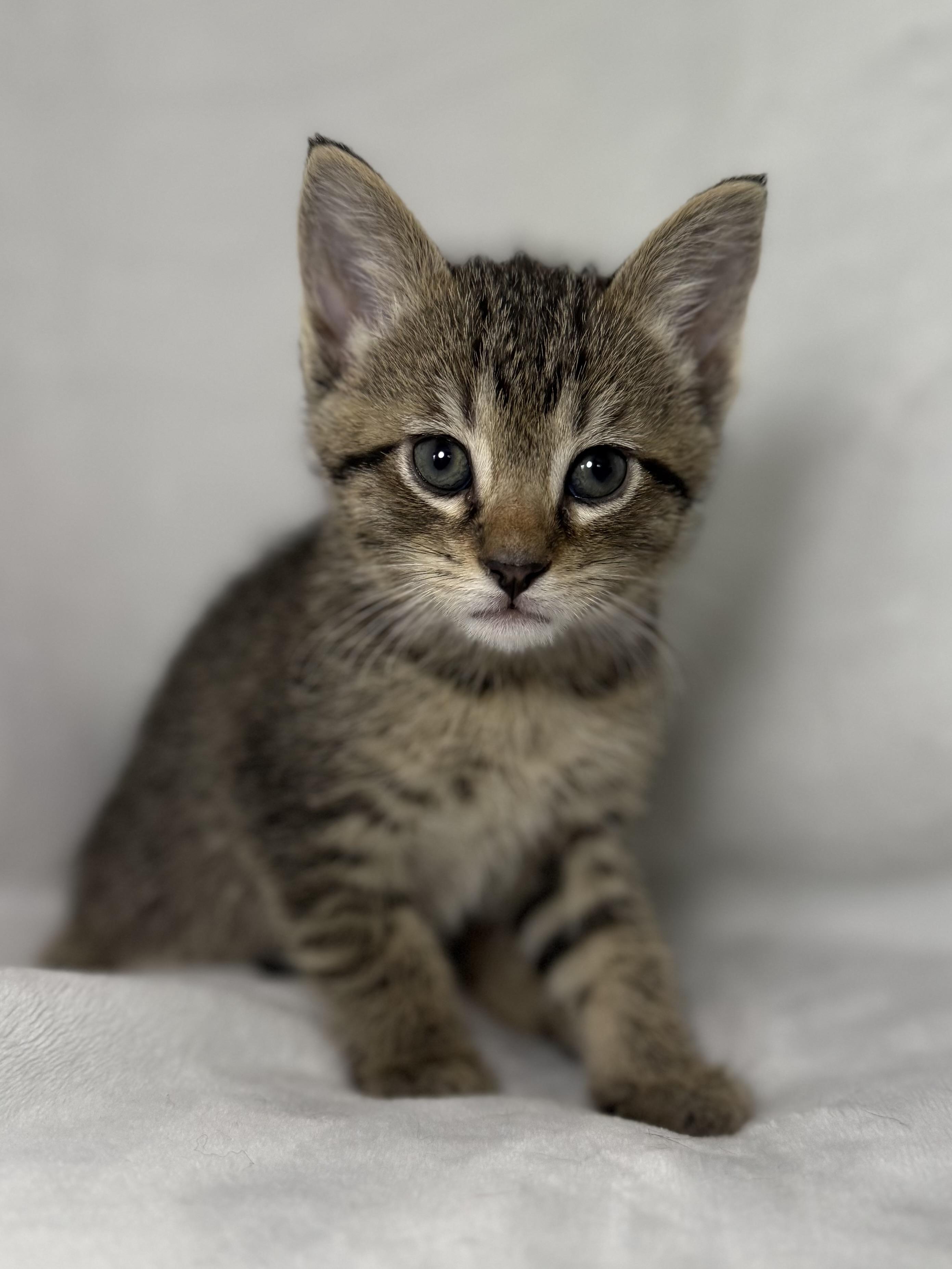 Enlarge Jack Sparrow, an adoptable mixed breed in Greensboro, NC image 3/4