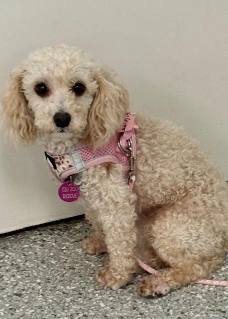 Enlarge Glitter , an adopted Poodle (Toy) in Plano, TX image 2/2