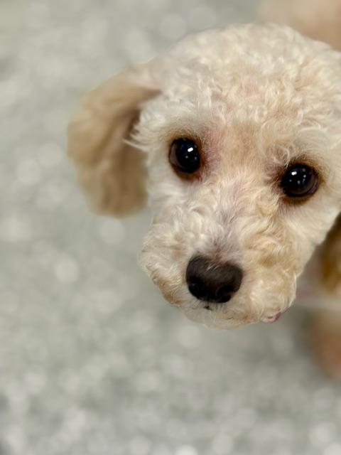 Glitter , adopted, Adult Female Poodle (Toy).