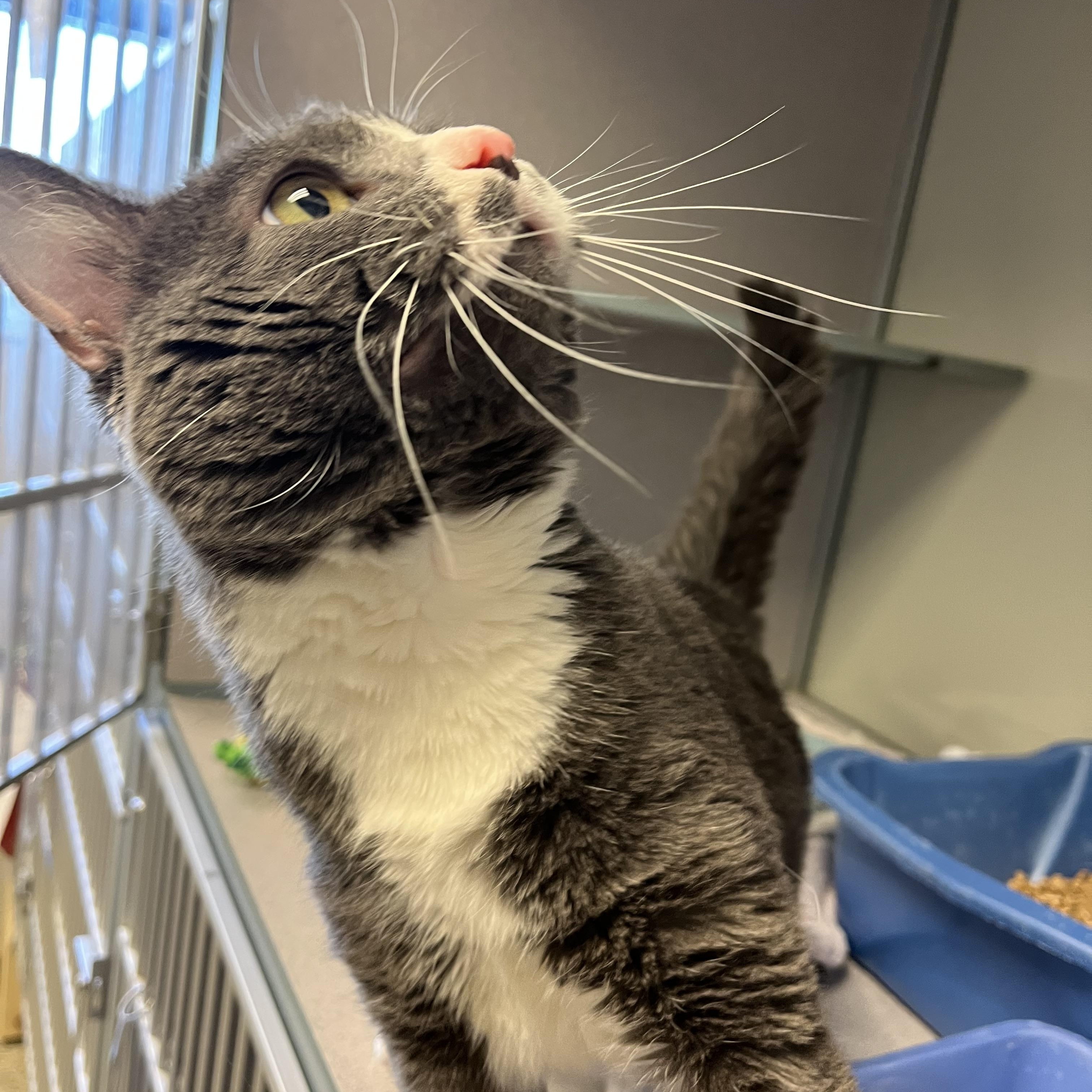 Buster — thumbnail 2