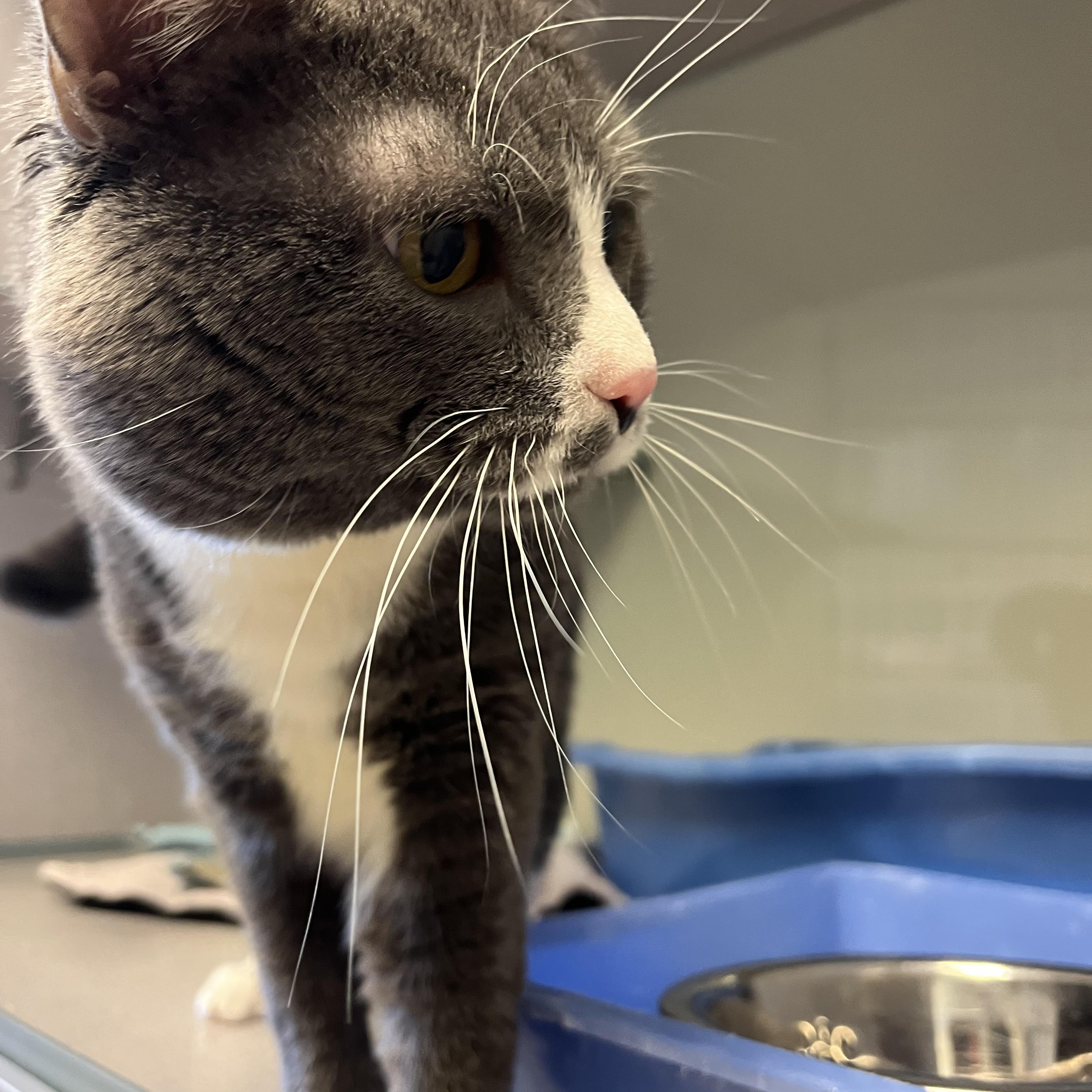 Buster — thumbnail 4