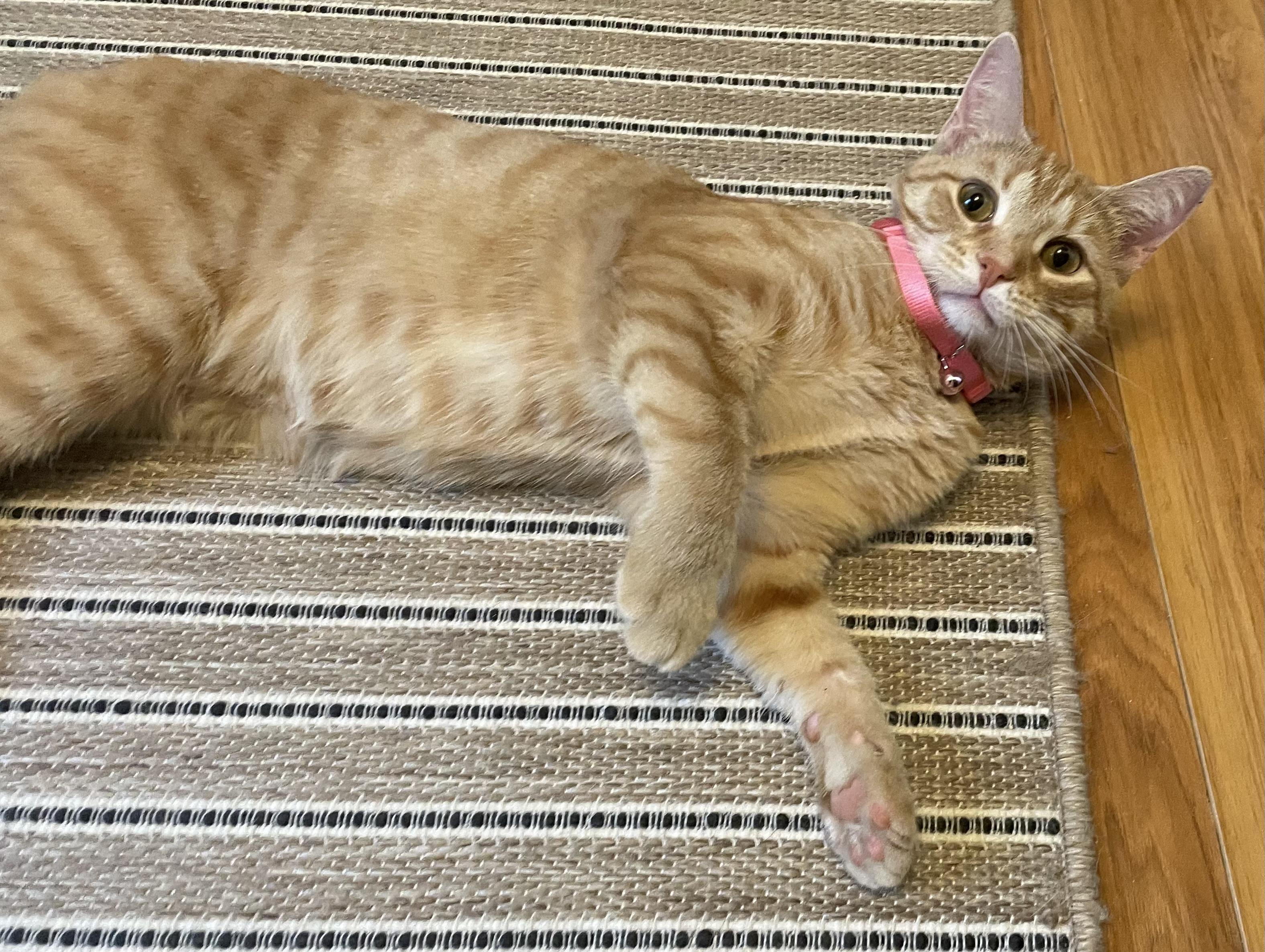 Enlarge Sunshine, a Adoptable Domestic Short Hair in Westland, MI image 2/5