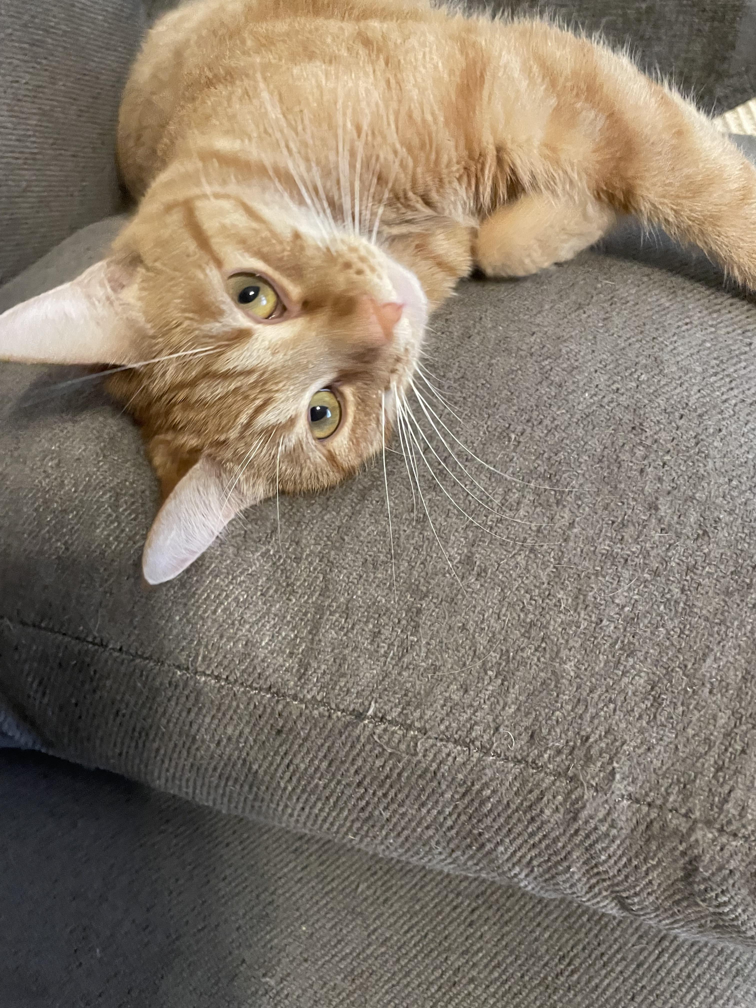 Enlarge Sunshine, a Adoptable Domestic Short Hair in Westland, MI image 3/5