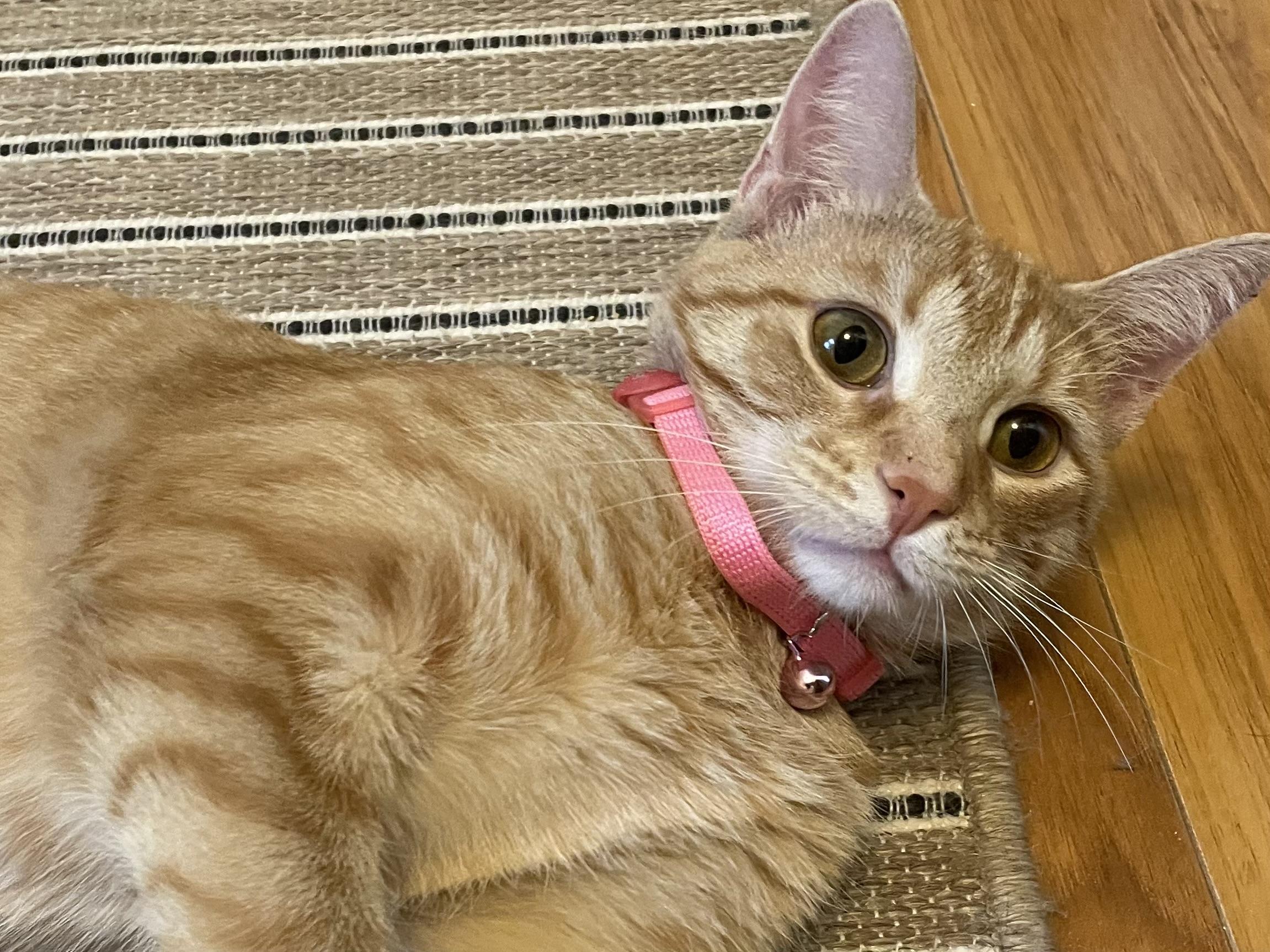 Enlarge Sunshine, a Adoptable Domestic Short Hair in Westland, MI image 5/5