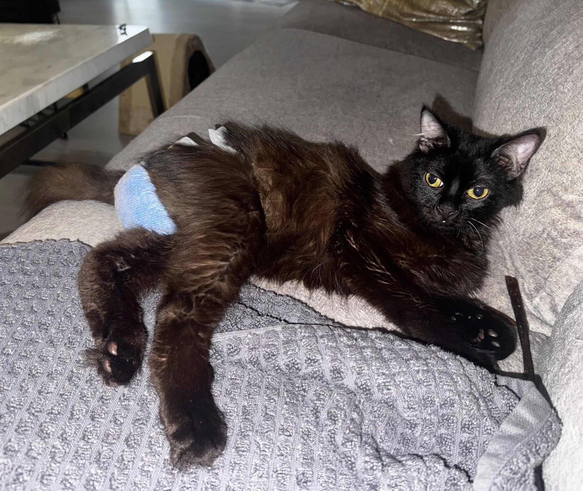 Enlarge Jedi, an adopted Domestic Medium Hair in Windham, NH image 1/3