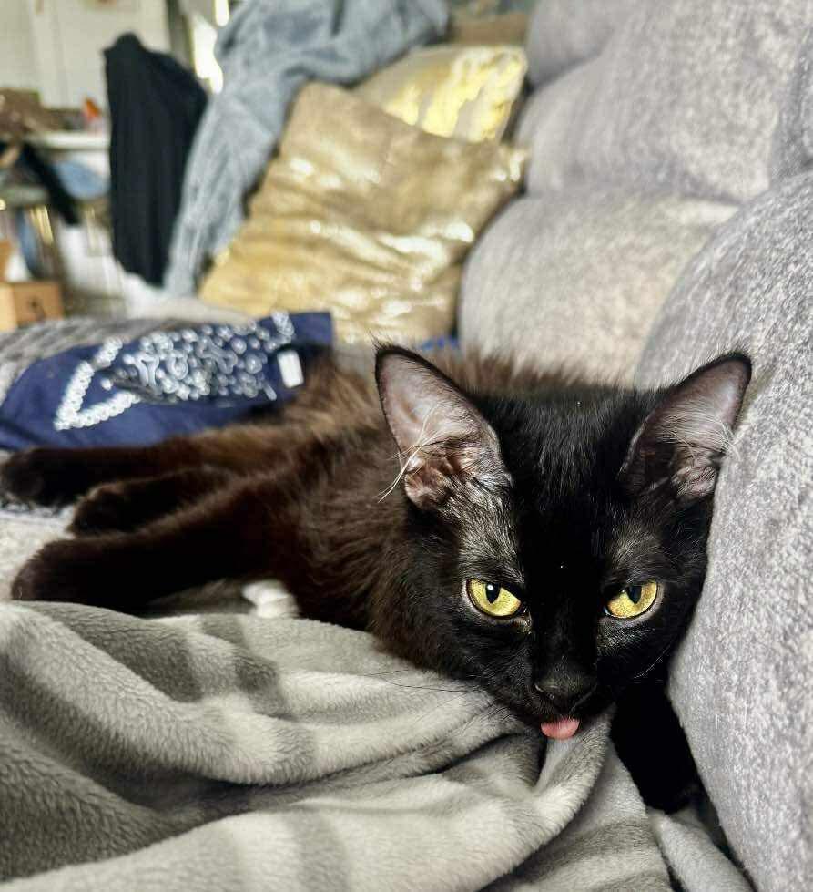 Enlarge Jedi, an adopted Domestic Medium Hair in Windham, NH image 2/3