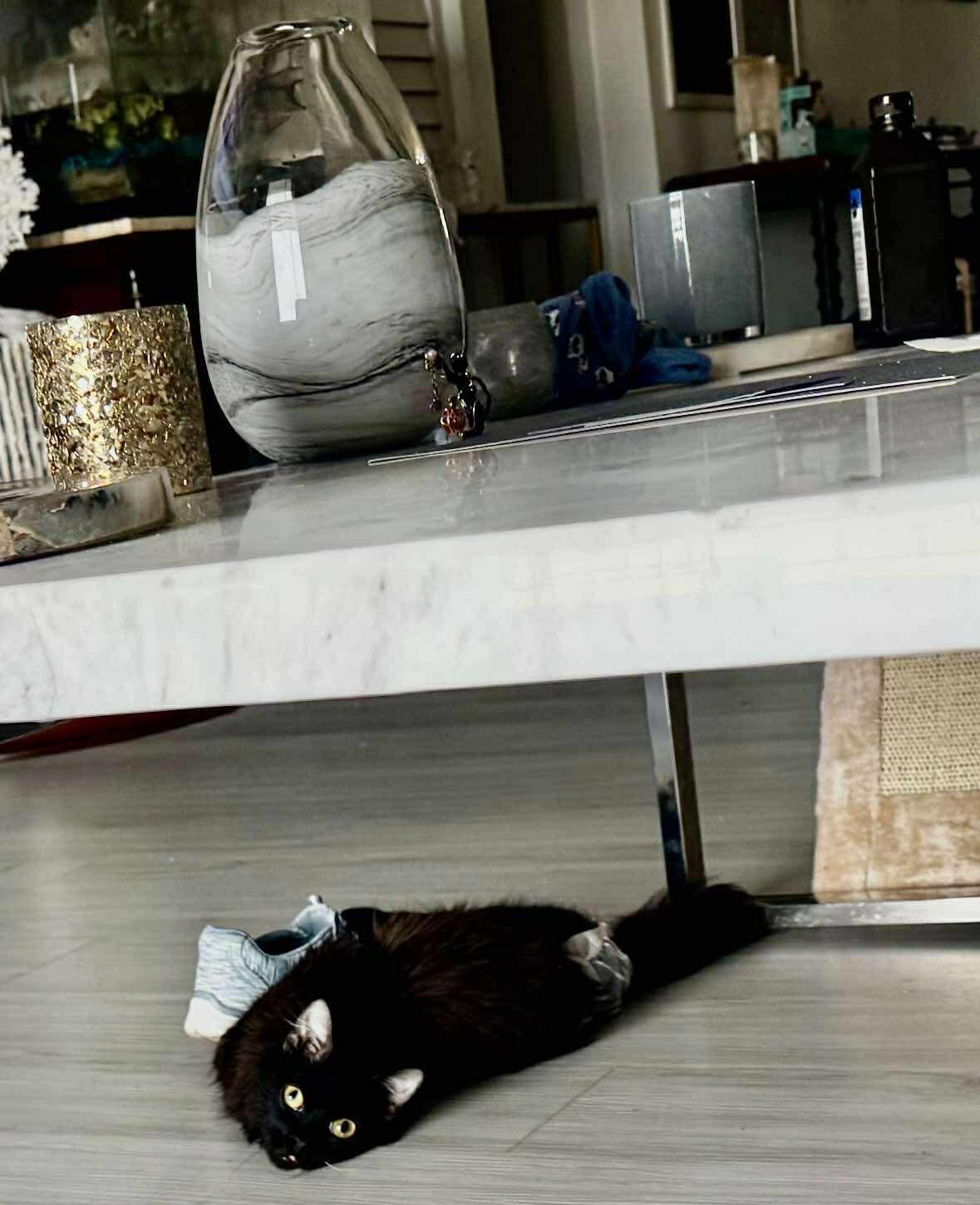 Enlarge Jedi, an adopted Domestic Medium Hair in Windham, NH image 3/3