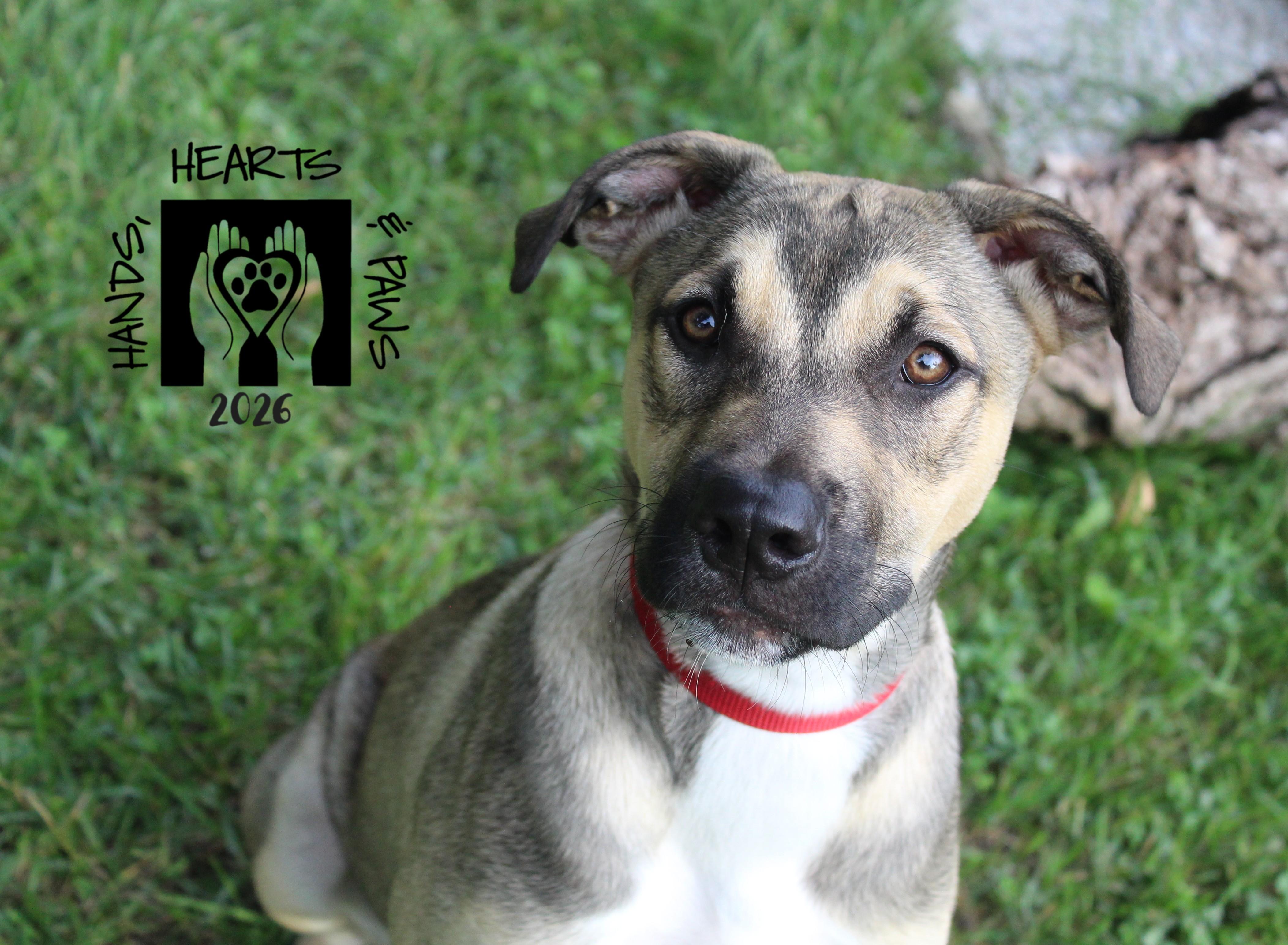 Enlarge Yeah-Yeah, a Adoptable mixed breed in Omaha, NE image 4/6