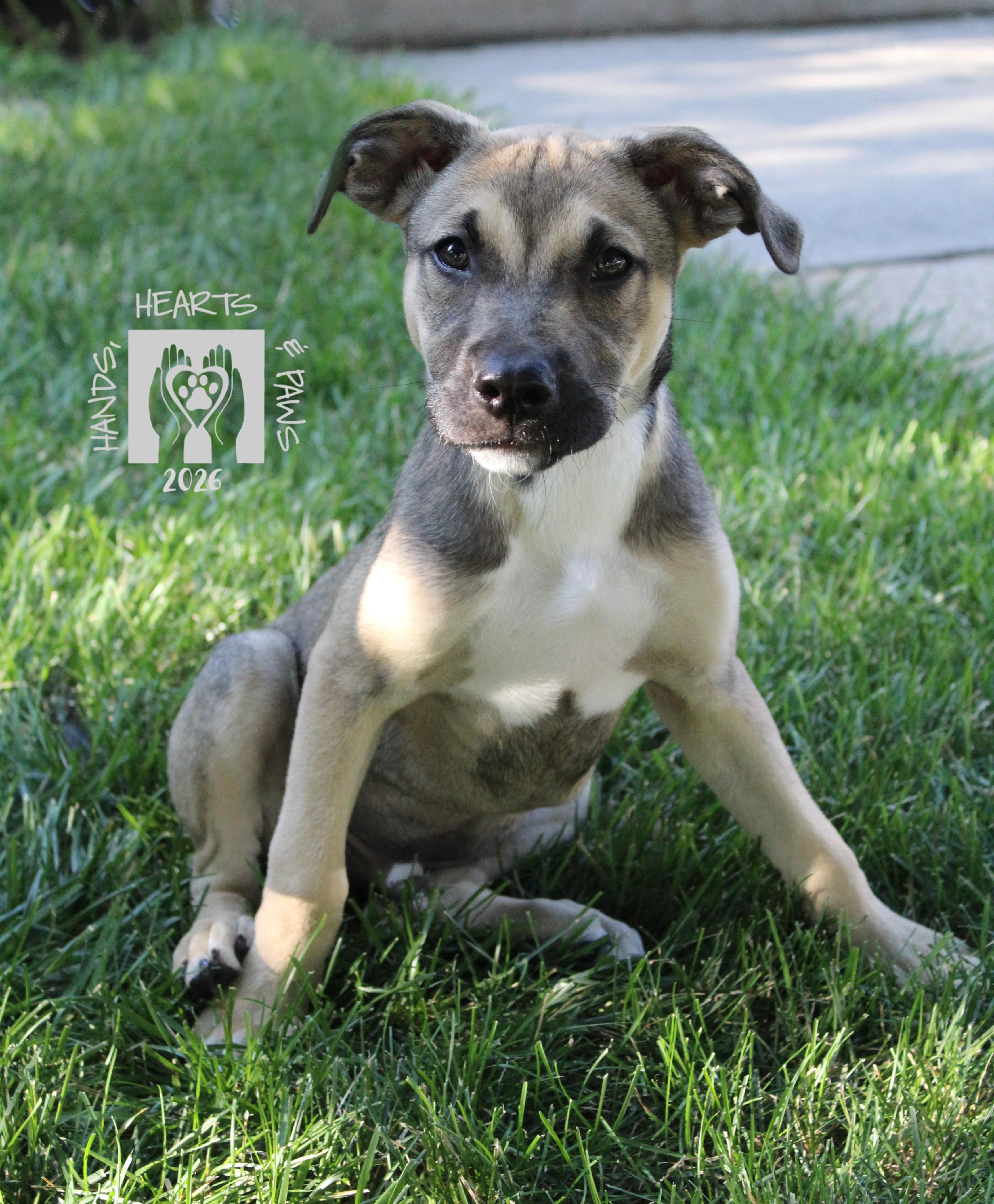 Yeah-Yeah, a Adoptable mixed breed in Omaha, NE image 1/4
