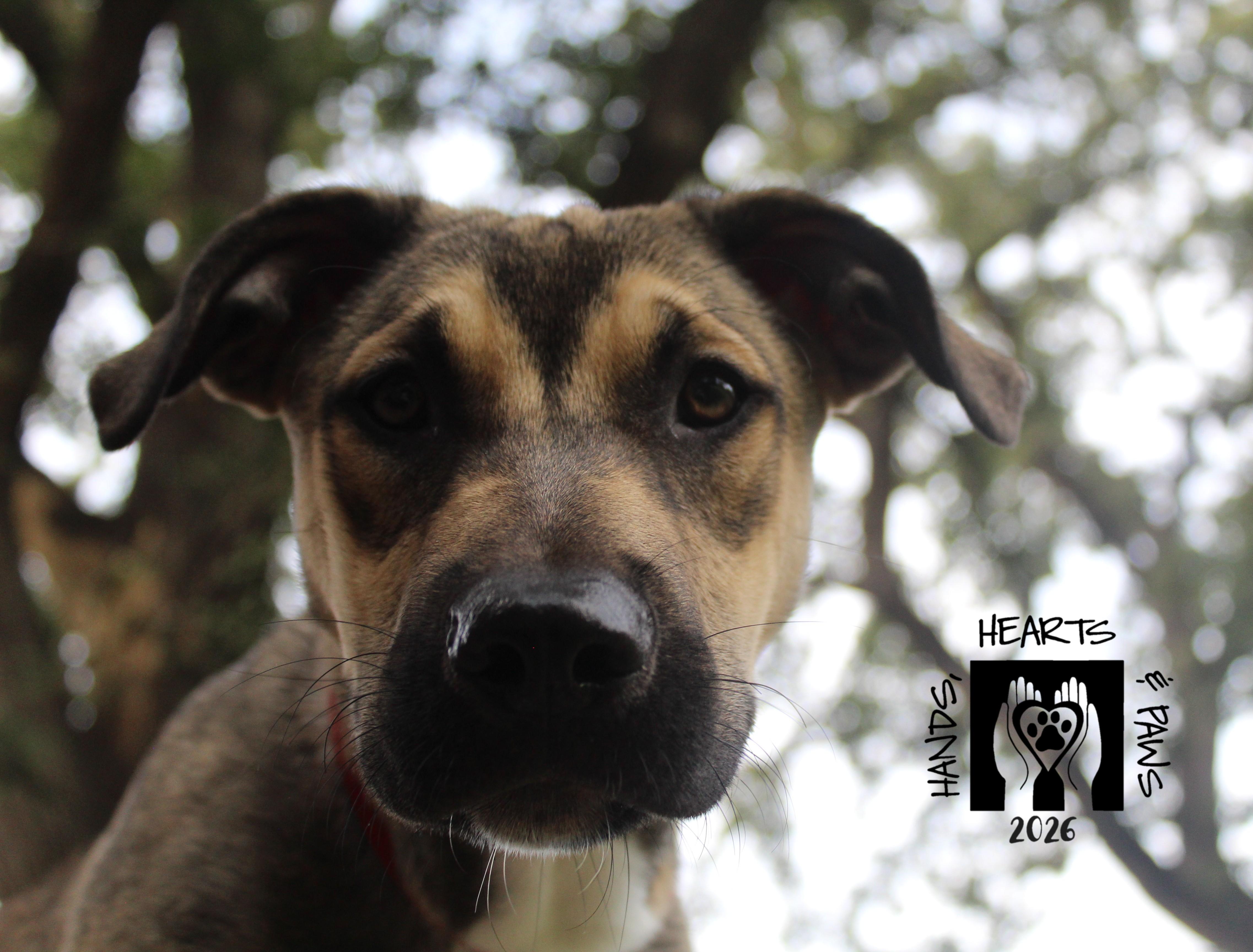 Enlarge Yeah-Yeah, a Adoptable mixed breed in Omaha, NE image 5/6