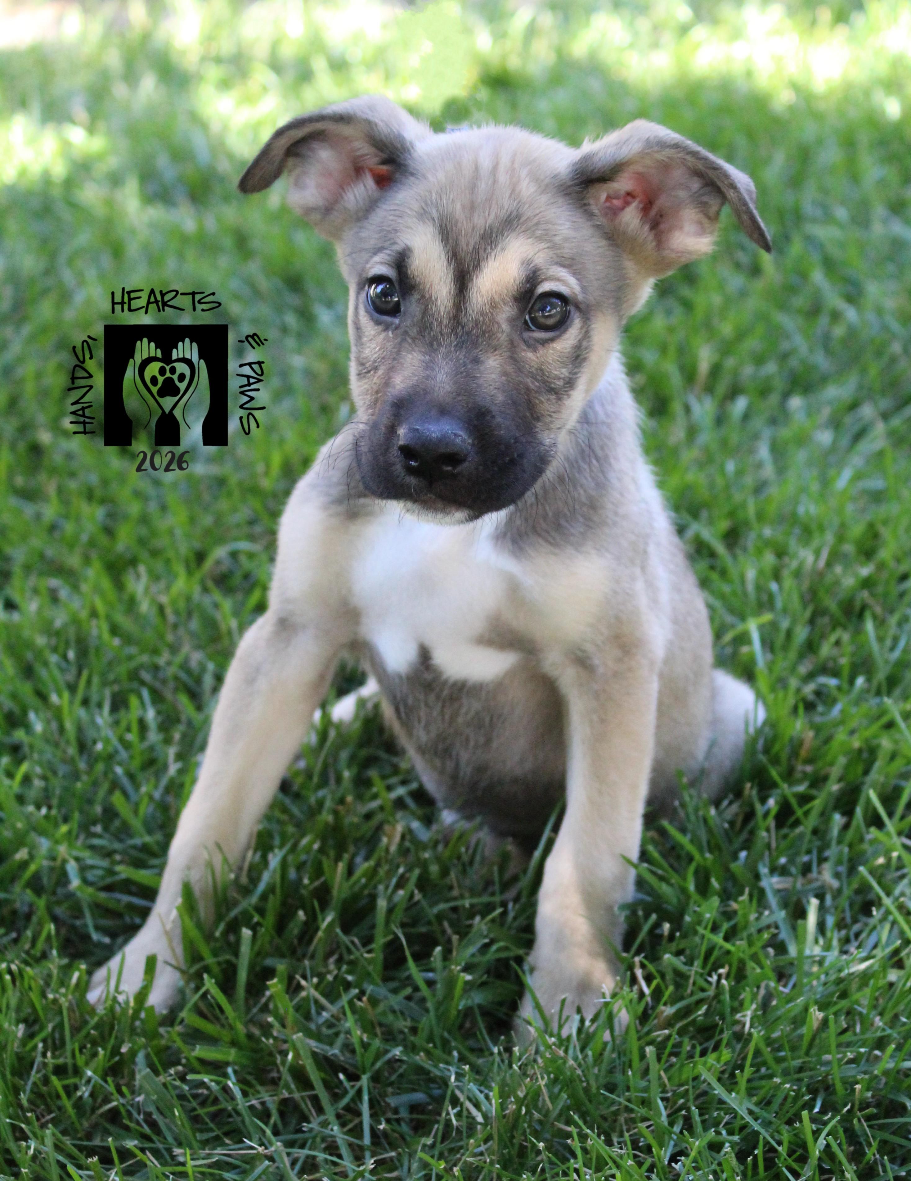Enlarge Yeah-Yeah, a Adoptable mixed breed in Omaha, NE image 1/1