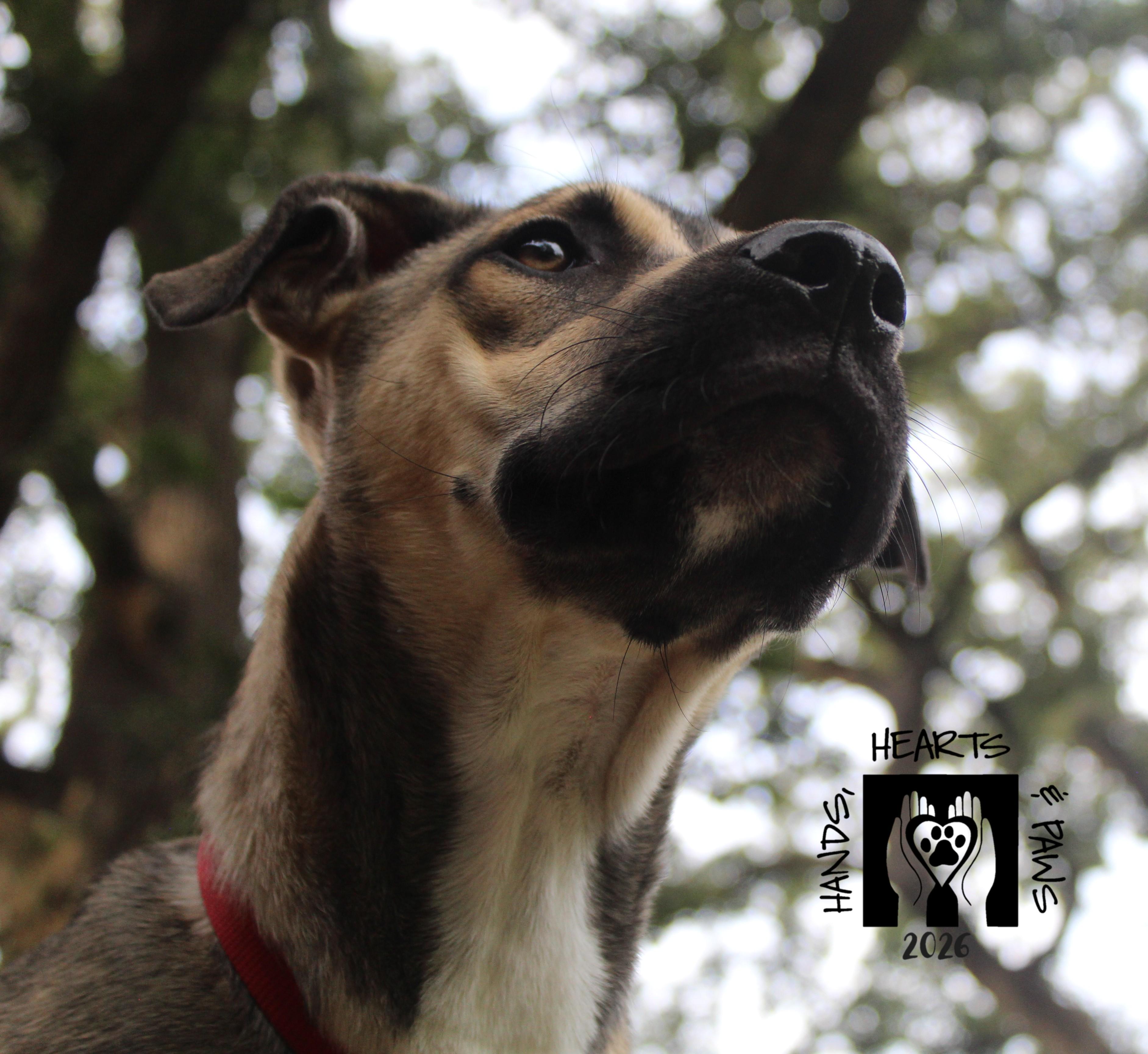 Enlarge Yeah-Yeah, a Adoptable mixed breed in Omaha, NE image 6/6
